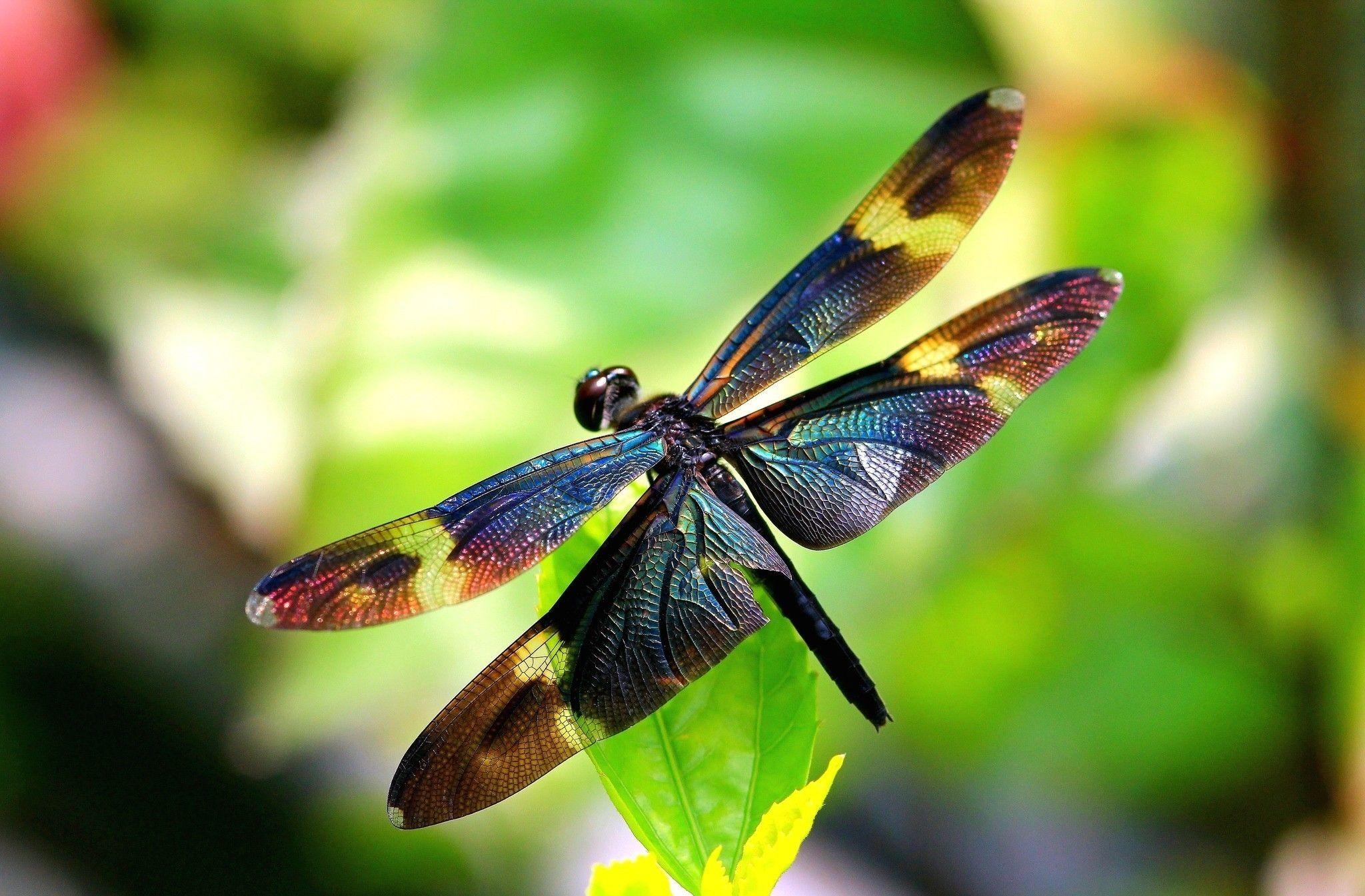 Libelle, HD Hintergrund, Bild, Insekt, Natur, 2050x1350 HD Desktop