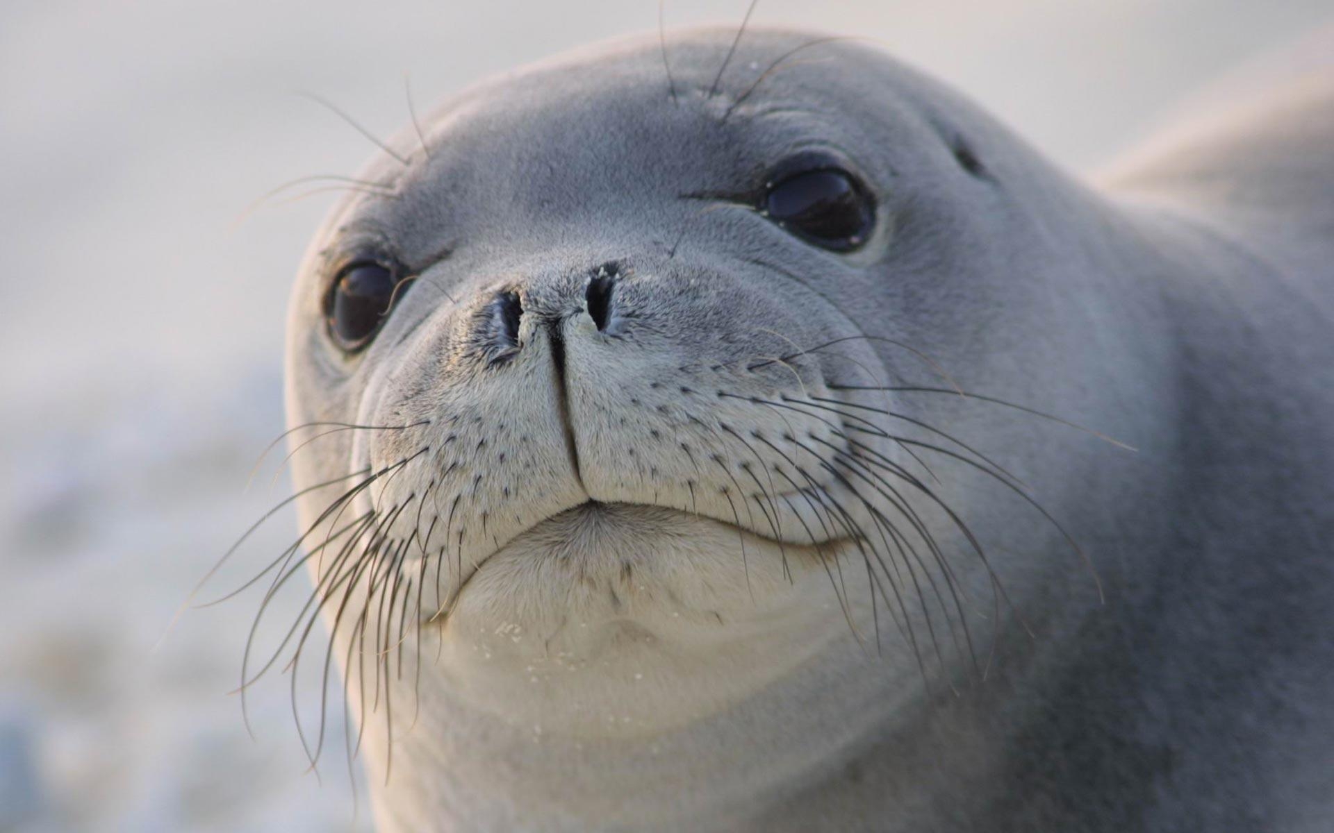 Seelöwe, Tiere, HD, Meer, Hintergrundbild, 1920x1200 HD Desktop