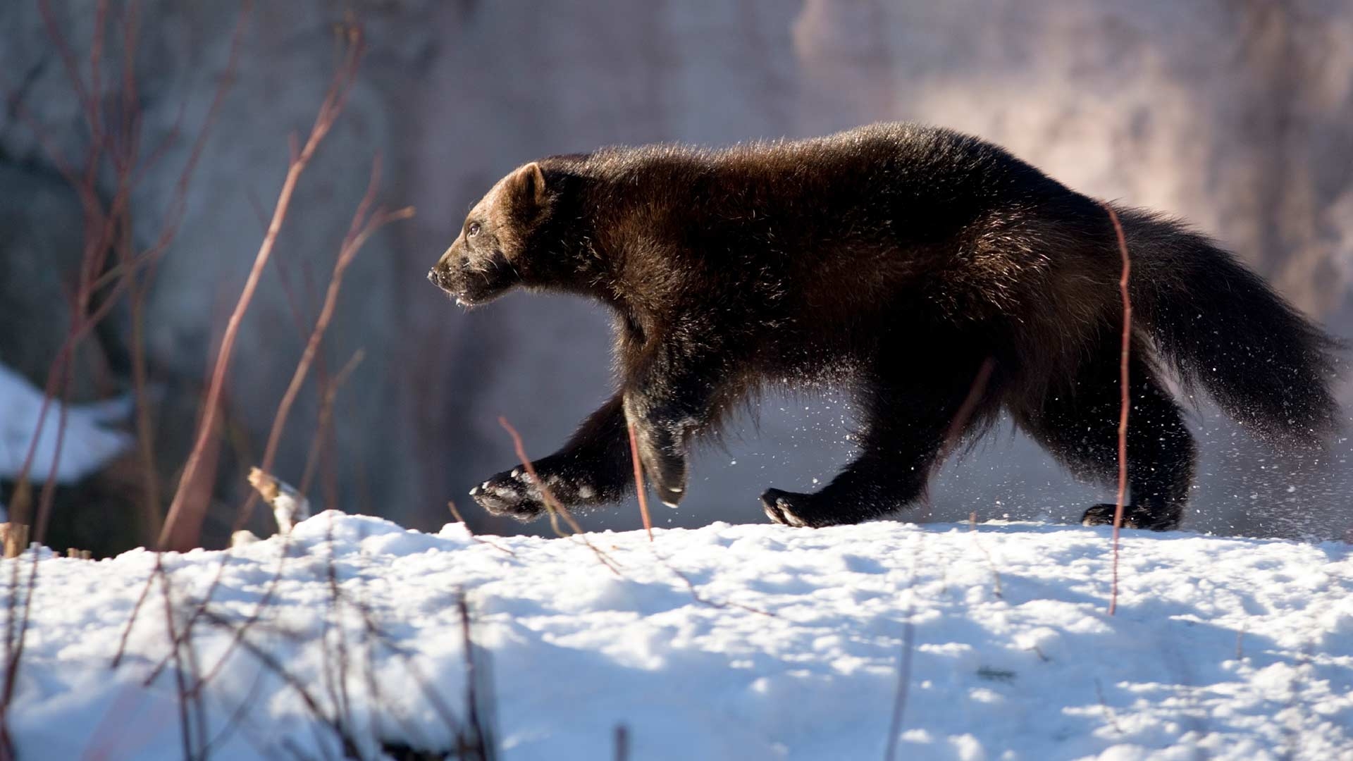 Vielfraß, Filmemacher, Andrew Manske, Natur, Wild, 1920x1080 Full HD Desktop