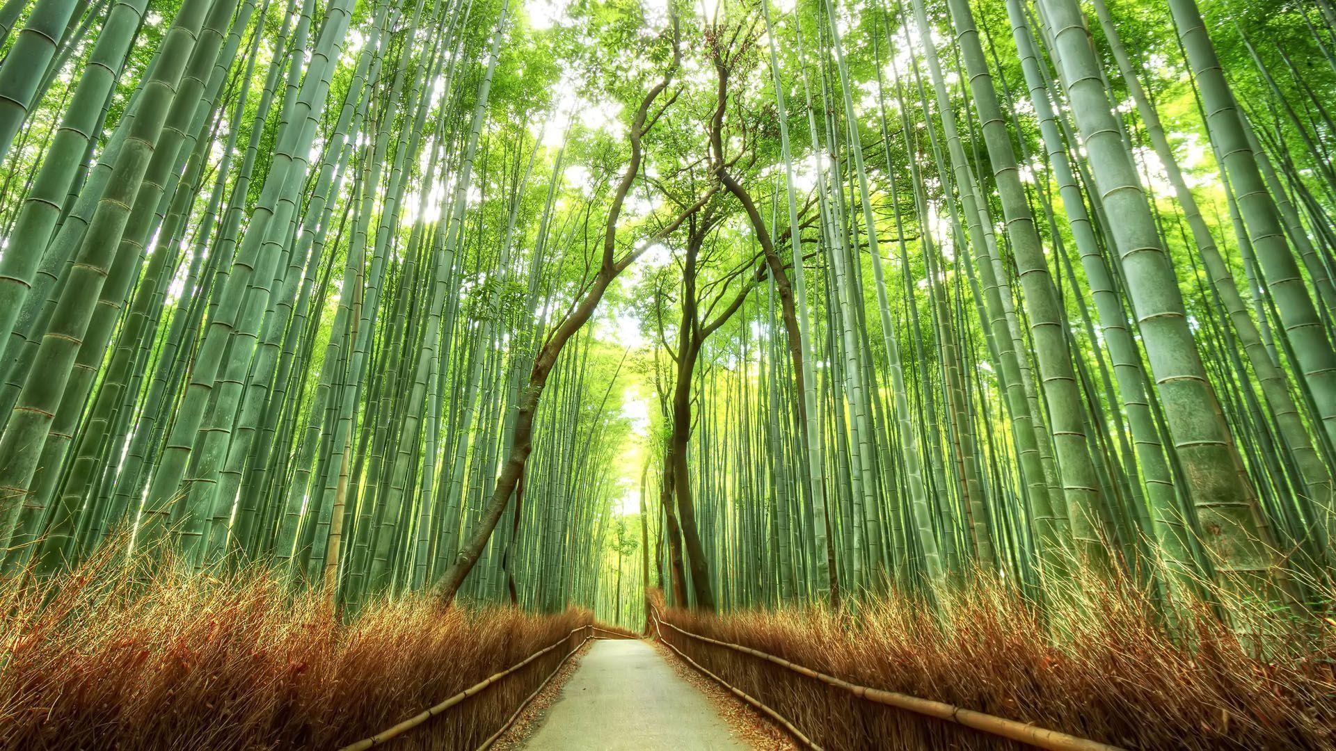 Sagano Bambuswald, Arashiyama, Japan, Abenteuer, Kyoto, 1920x1080 Full HD Desktop