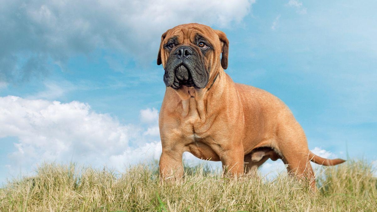 Bullmastiff, Kosten, Besitz, Pflege, Haustiere, 1200x680 HD Desktop