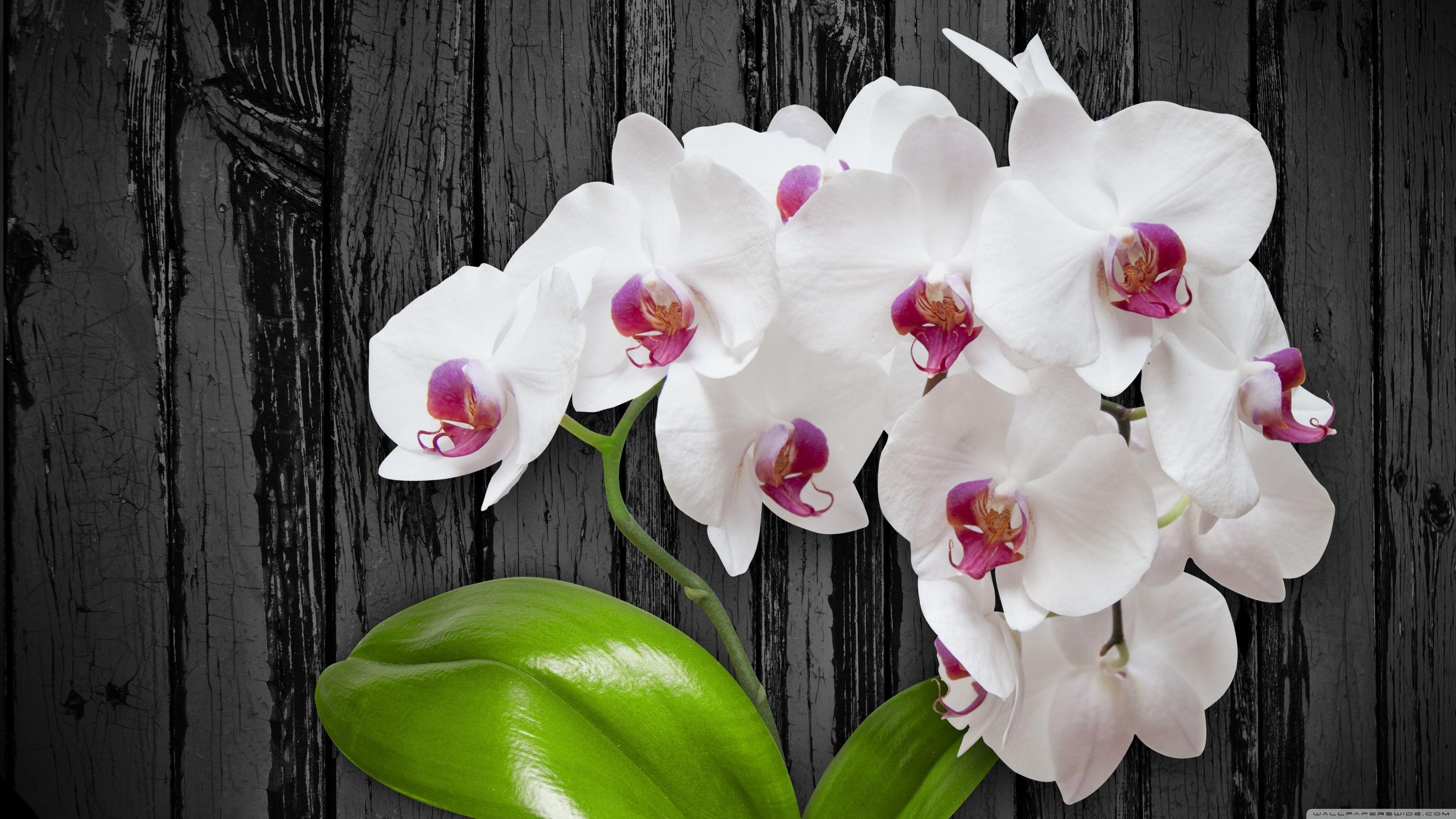 Weiße, Orchidee, 4K, Blume, Ultra HD, 3840x2160 4K Desktop