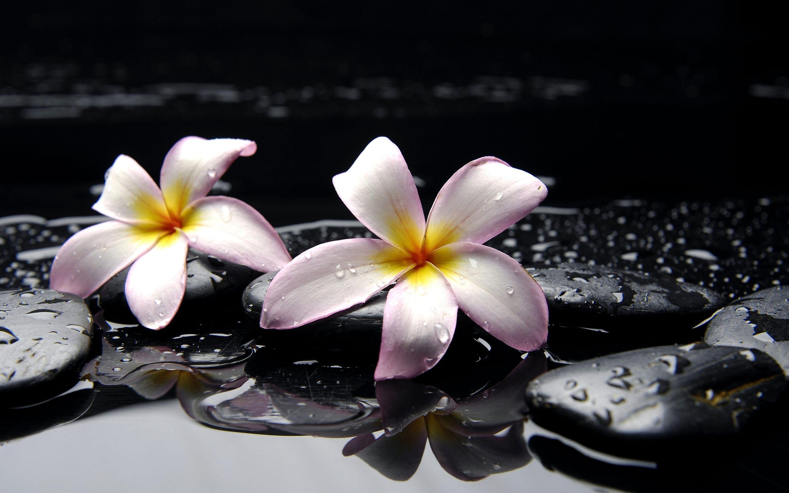 Plumeria, Blüte, Natur, 1600x, Schärfe, 2560x1600 HD Desktop