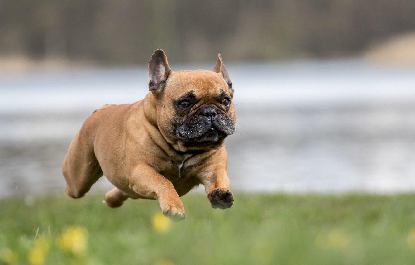 Französische Bulldogge, Tier, Rennen, Laufen, Bild, 1340x850 HD Desktop