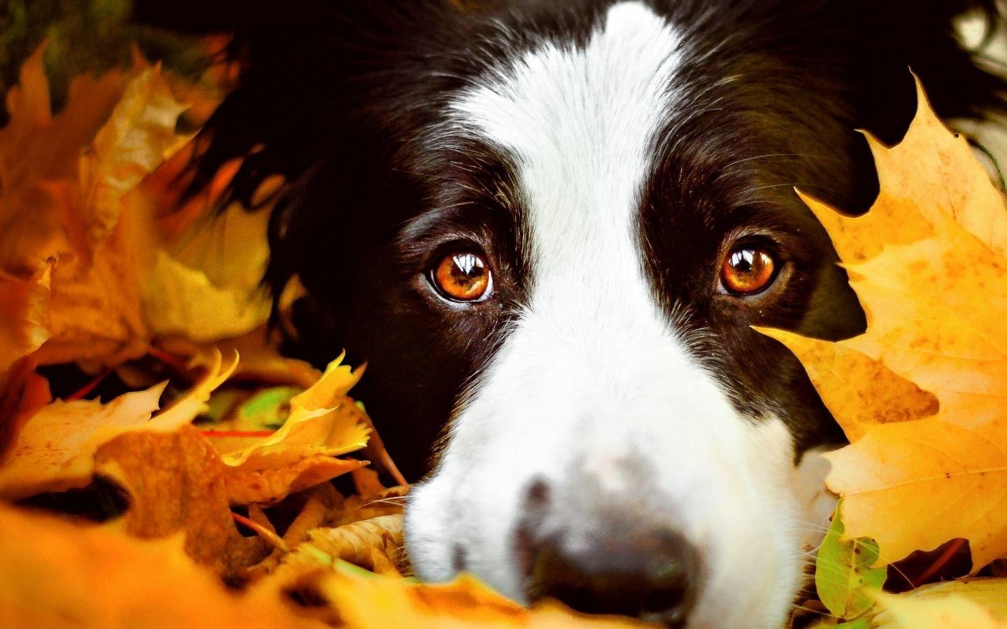 Border Collie, Hund, schwarzweiß, Tier, Gesicht, 1440x900 HD Desktop