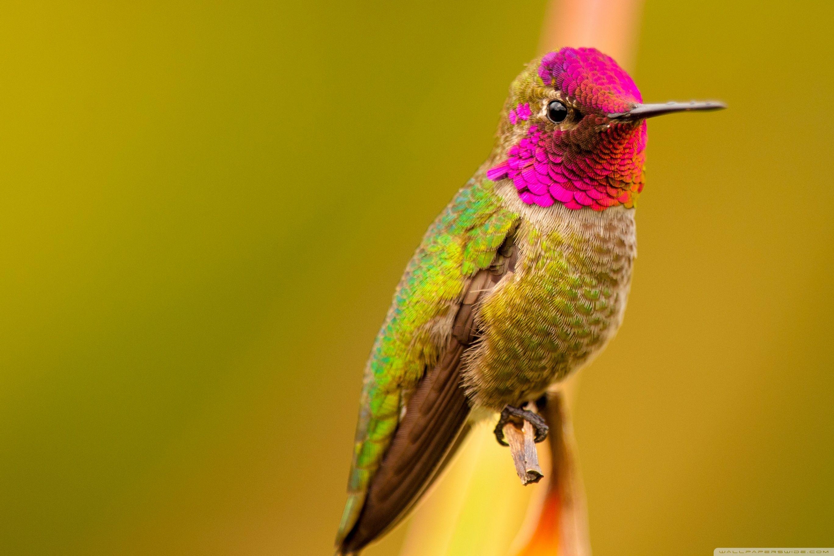 Anna-Kolibri, Männchen, Vogel, 4K HD, Hintergrund, 2740x1830 HD Desktop