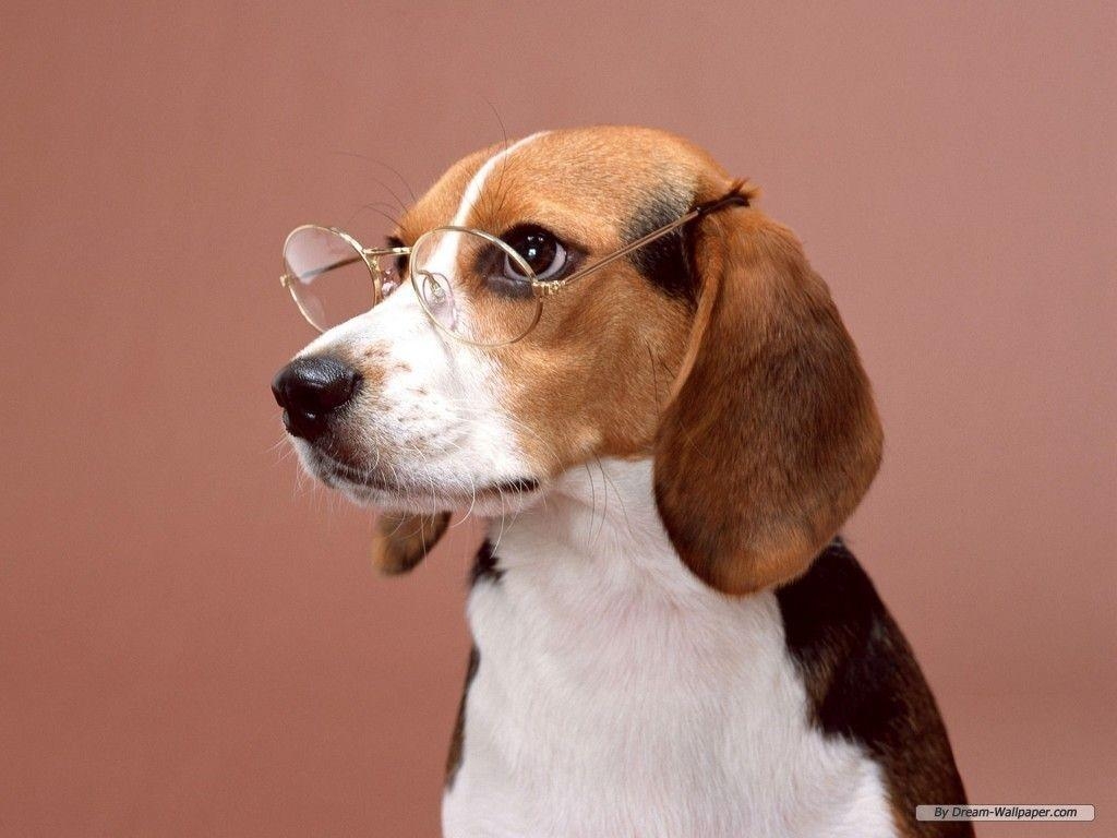 Beagle Hund, Tiere, Fotografie, Hundebild, Tierwelt, 1030x770 HD Desktop