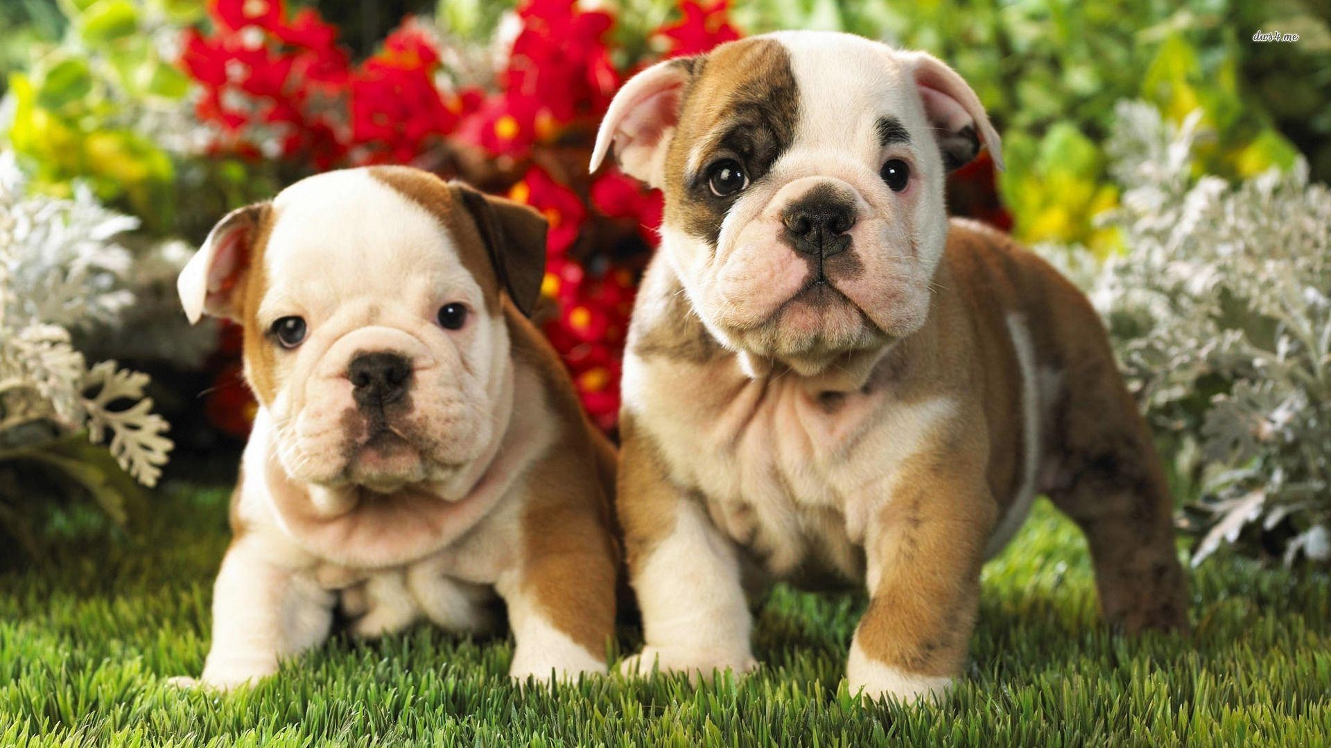 Niedliche Bulldoggenwelpen, Tiere, Hintergrund, Bild, Foto, 1920x1080 Full HD Desktop