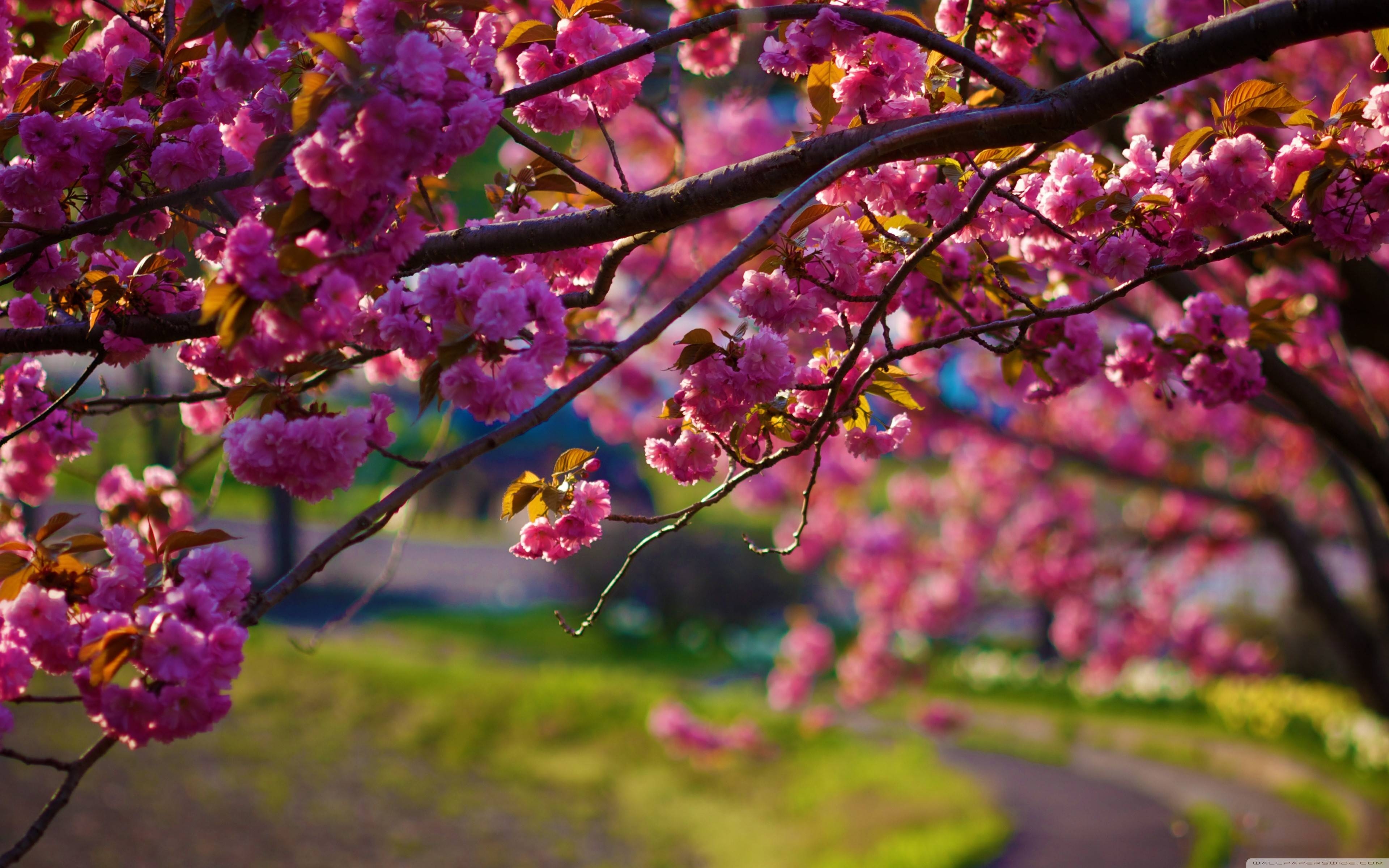 Frühling, Natur, HD, Desktop, Hintergrund, 3840x2400 4K Desktop