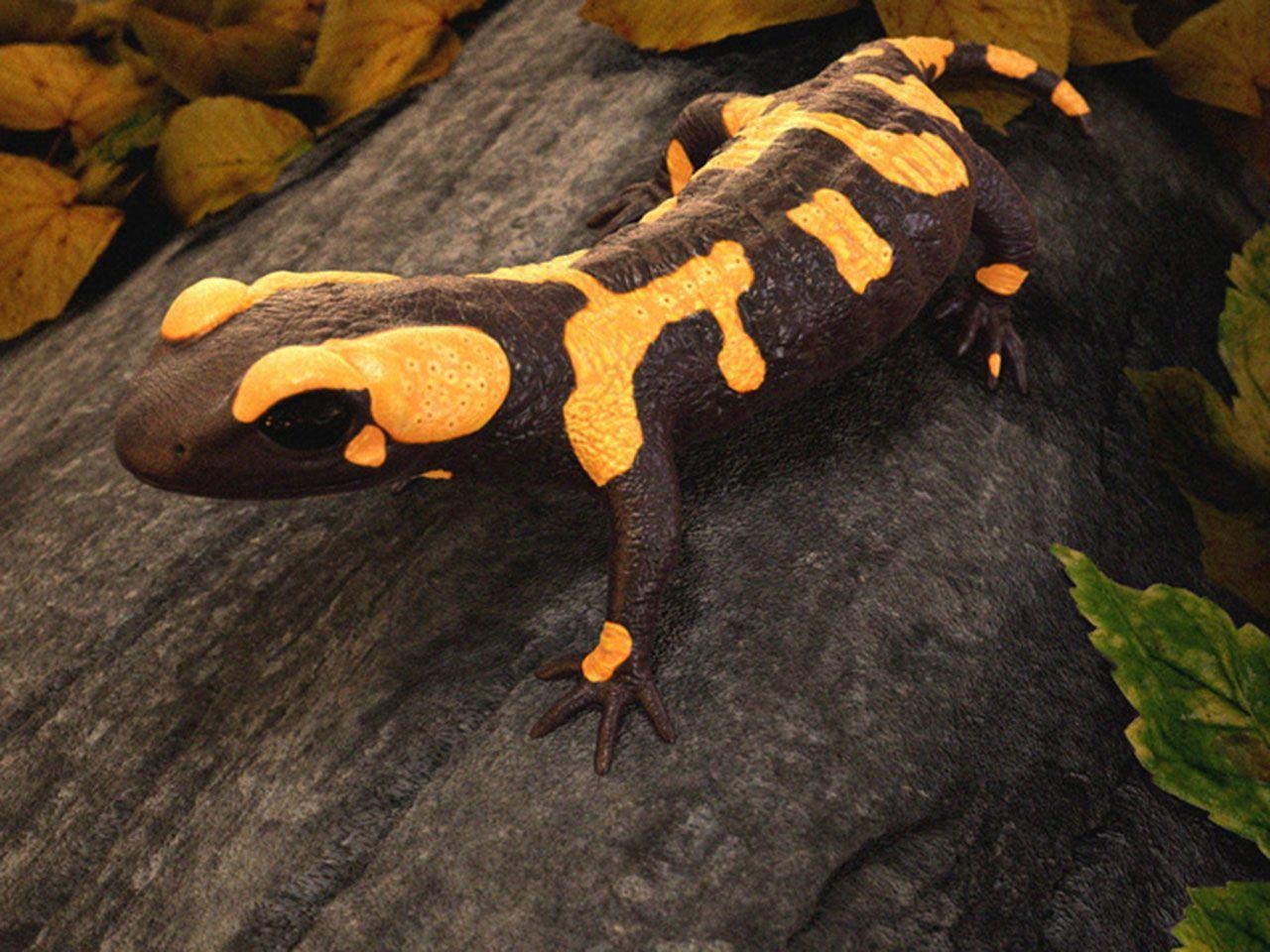 Salamander, Reptil, Tier, Natur, Bild, 1280x960 HD Desktop