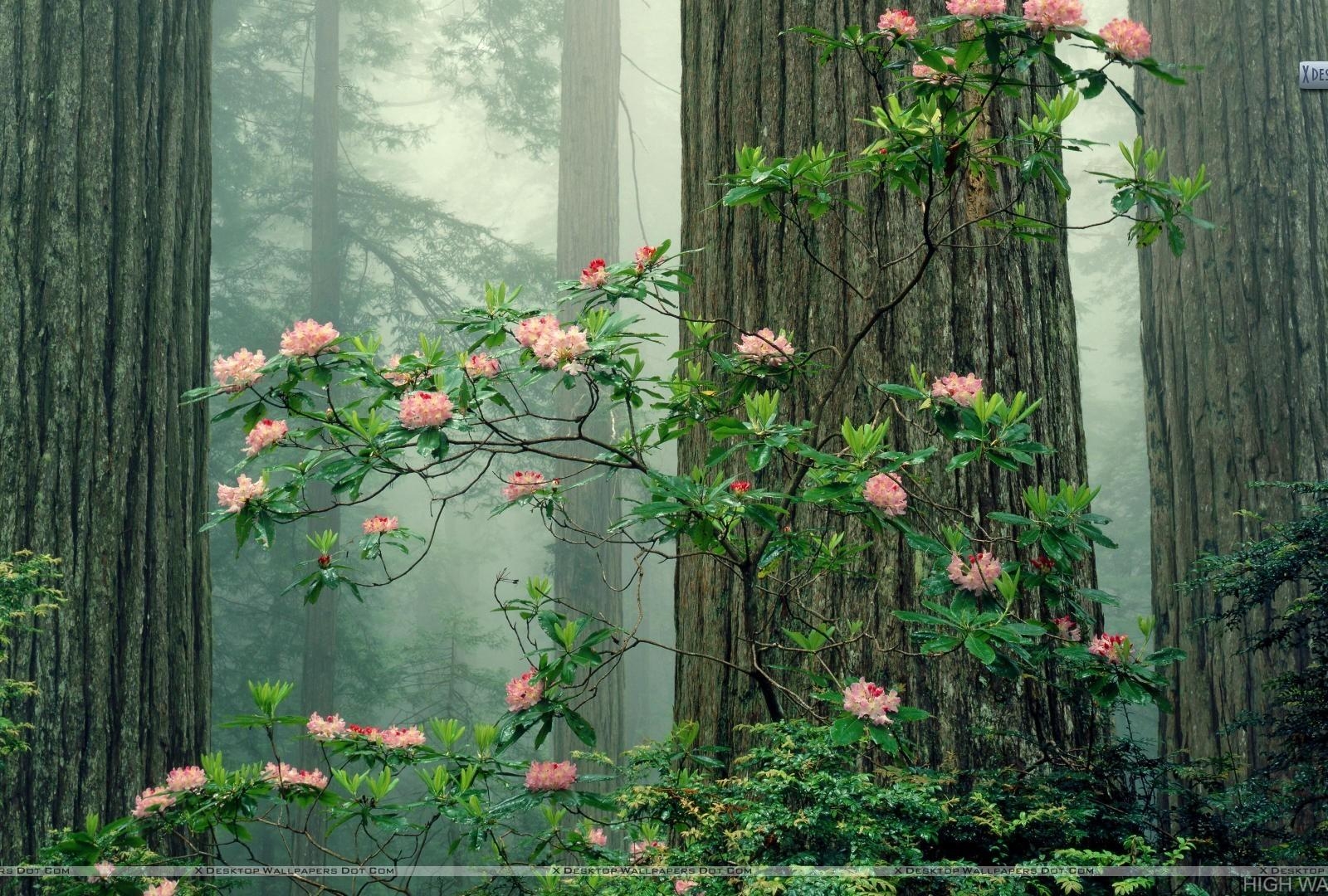 Rhododendren, Blüte, Redwood, Kalifornien, HD, 1600x1080 HD Desktop