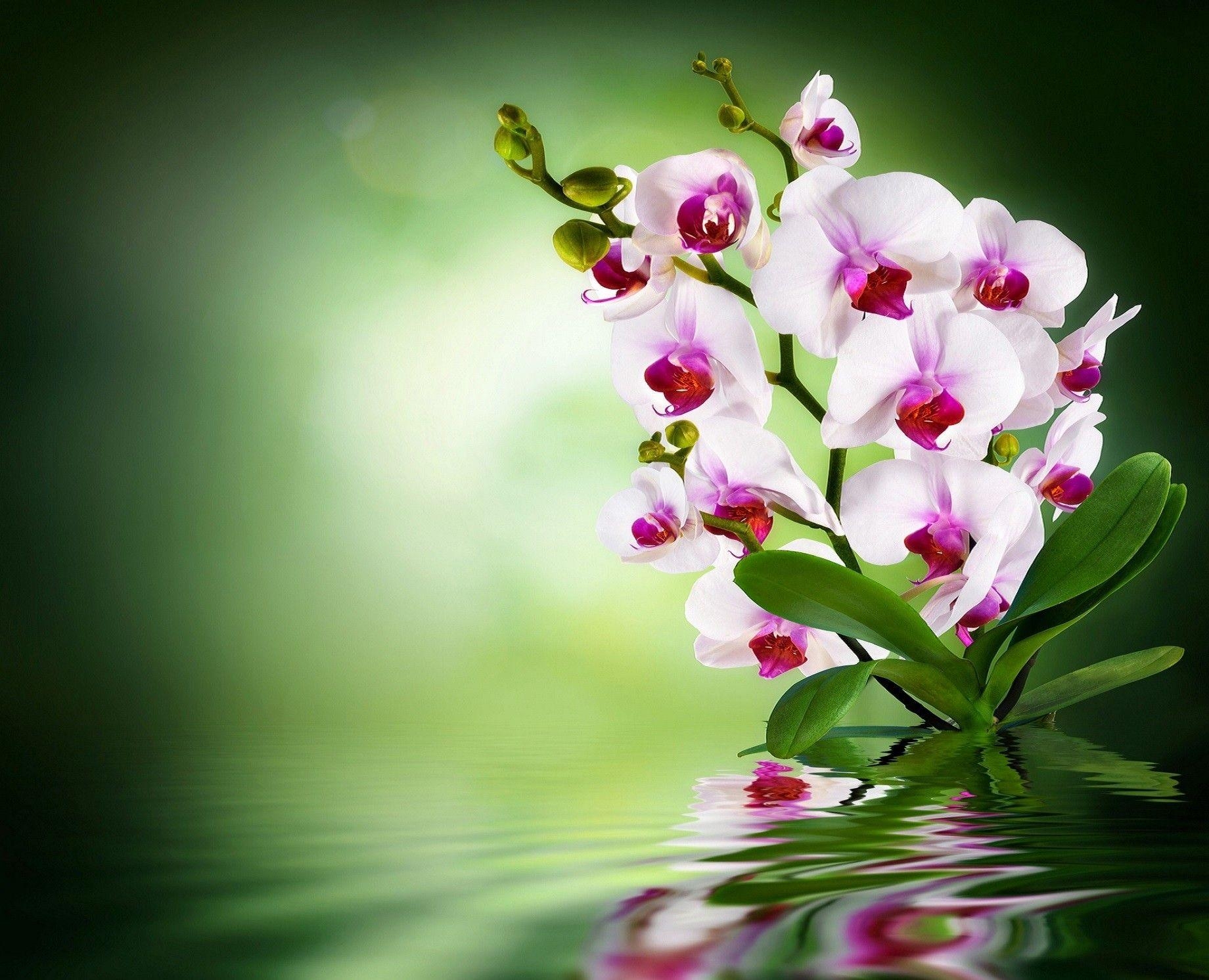 Grün Weiß, Orchidee, Blumen, Bild, 4K, 1840x1500 HD Desktop