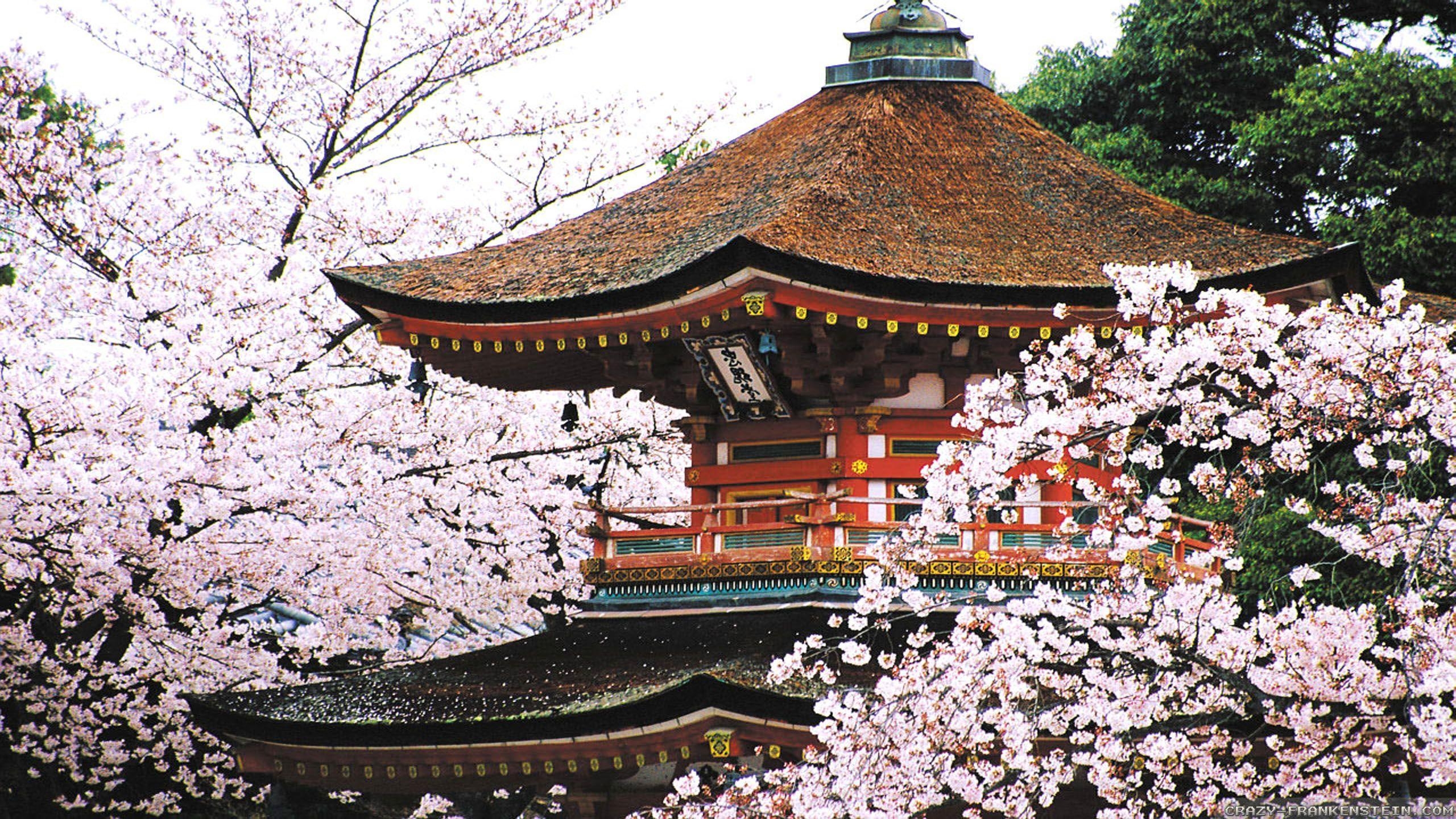 Frühling, Japan, Blüte, Landschaft, Kyoto, 2560x1440 HD Desktop