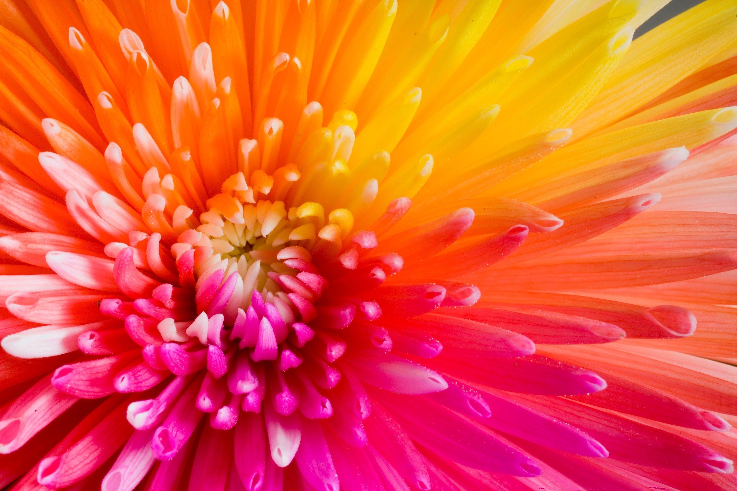 Chrysantheme, Blume, Hintergrund, 62, Natur, 3080x2050 HD Desktop