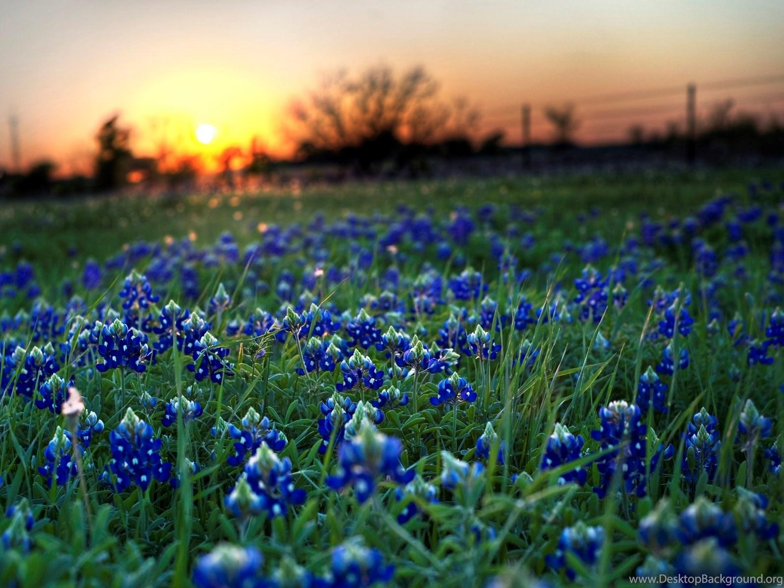 Texas, Bluebonnets, Computer, Hintergrund, Natur, 1600x1200 HD Desktop