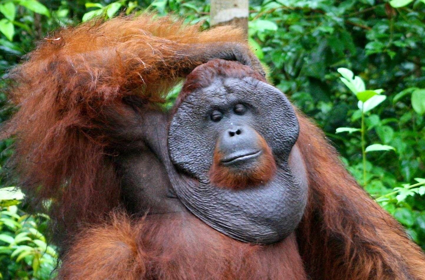 Orang-Utan, Tier, HQ, Bild, Hintergrund, 1450x960 HD Desktop