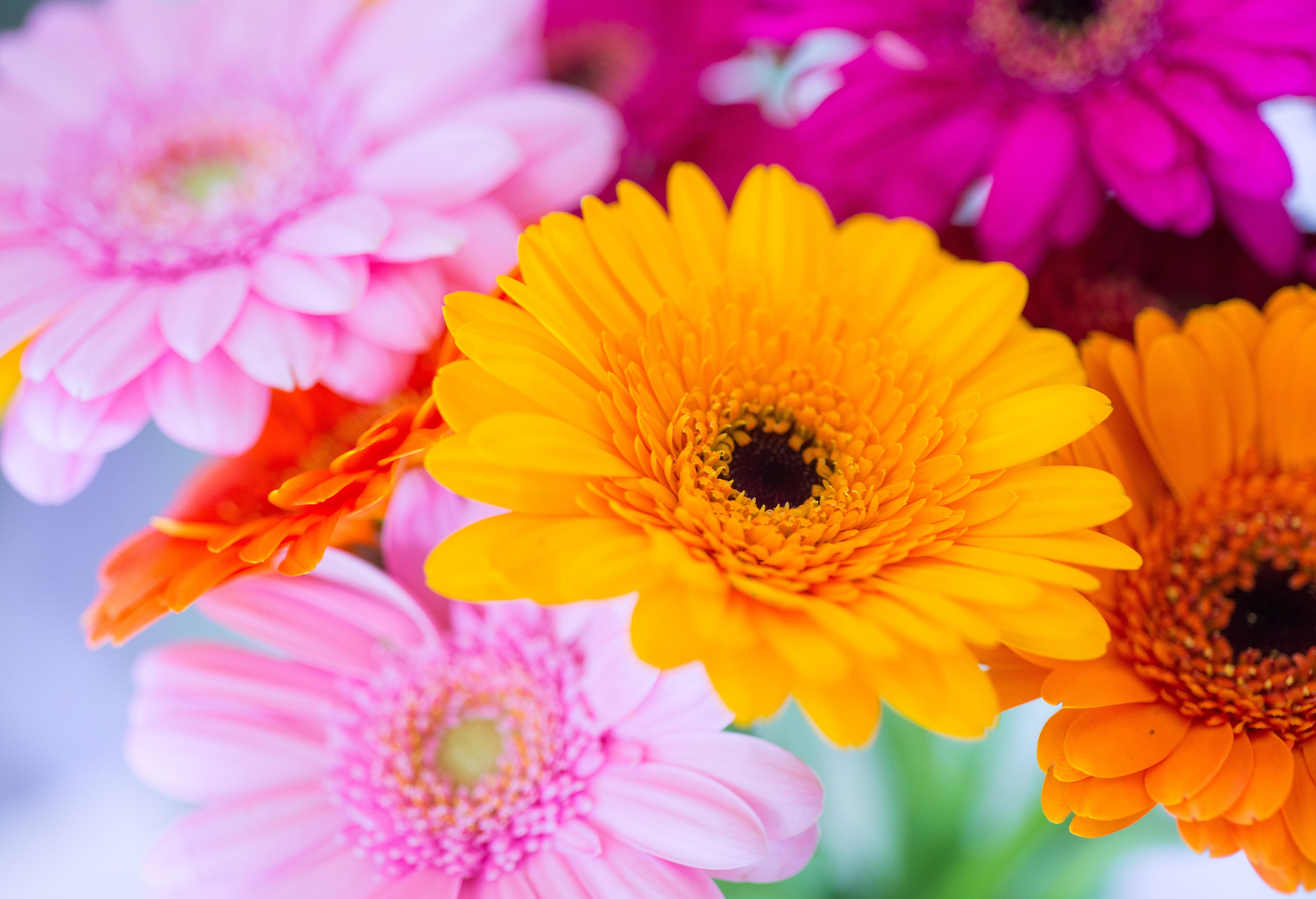 Gerbera Gänseblümchen, Gelb, Rosa, Nahaufnahme, Makro, 5730x3920 4K Desktop