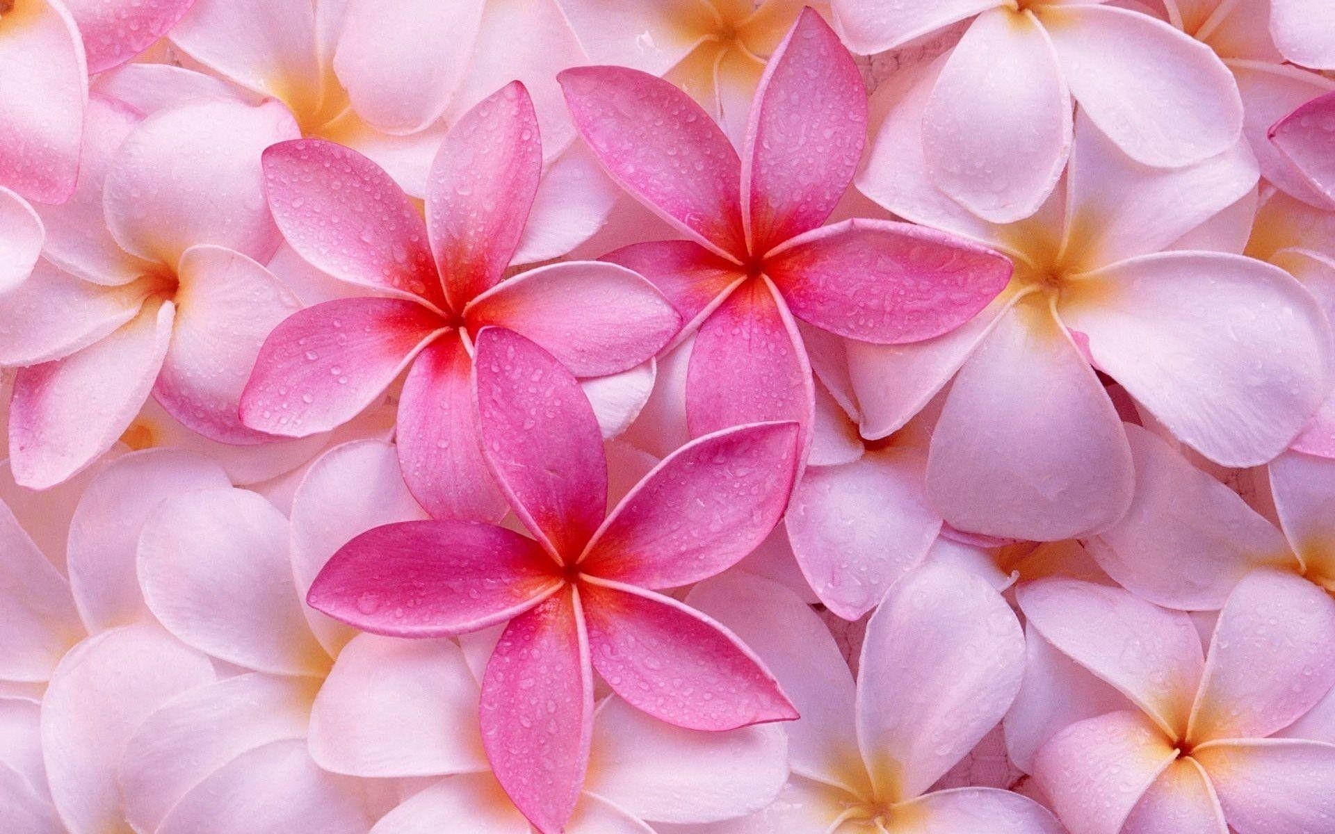 Plumeria, Hintergrund, Natur, Blume, Tropisch, 1920x1200 HD Desktop