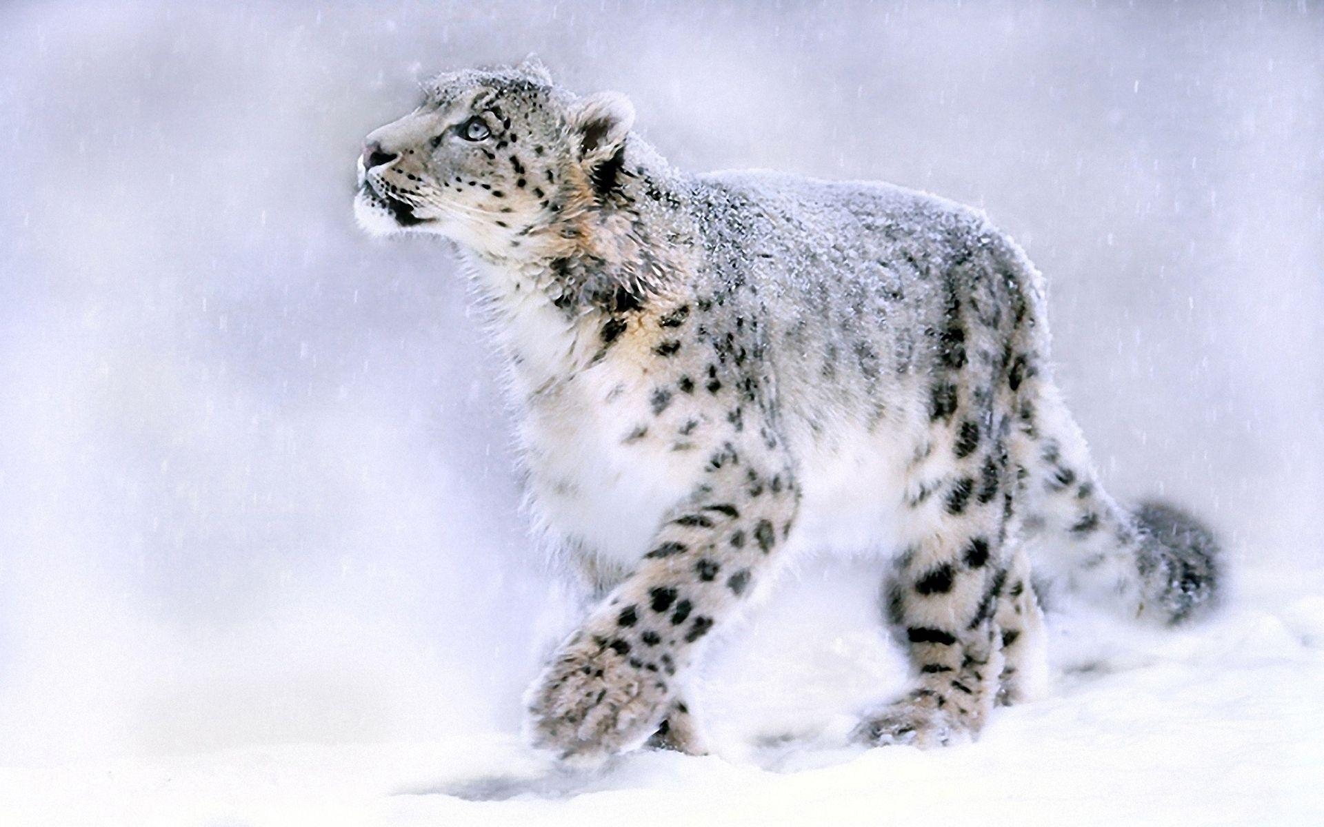 Schneeleopard, Hintergrund, Katze, Winter, Elegant, 1920x1200 HD Desktop