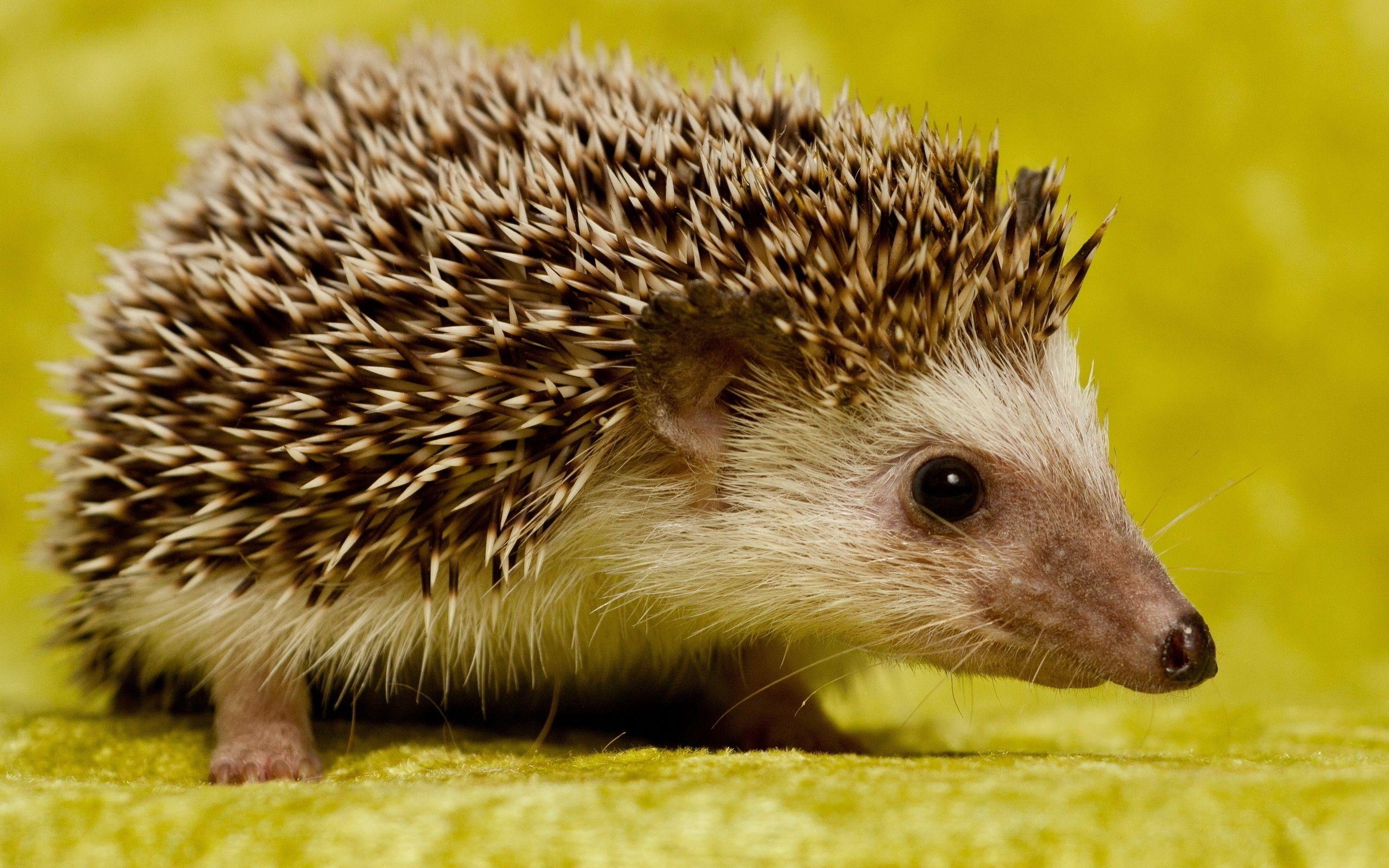 Igel, Tier, HD, Hintergrund, Wunderbar, 2560x1600 HD Desktop