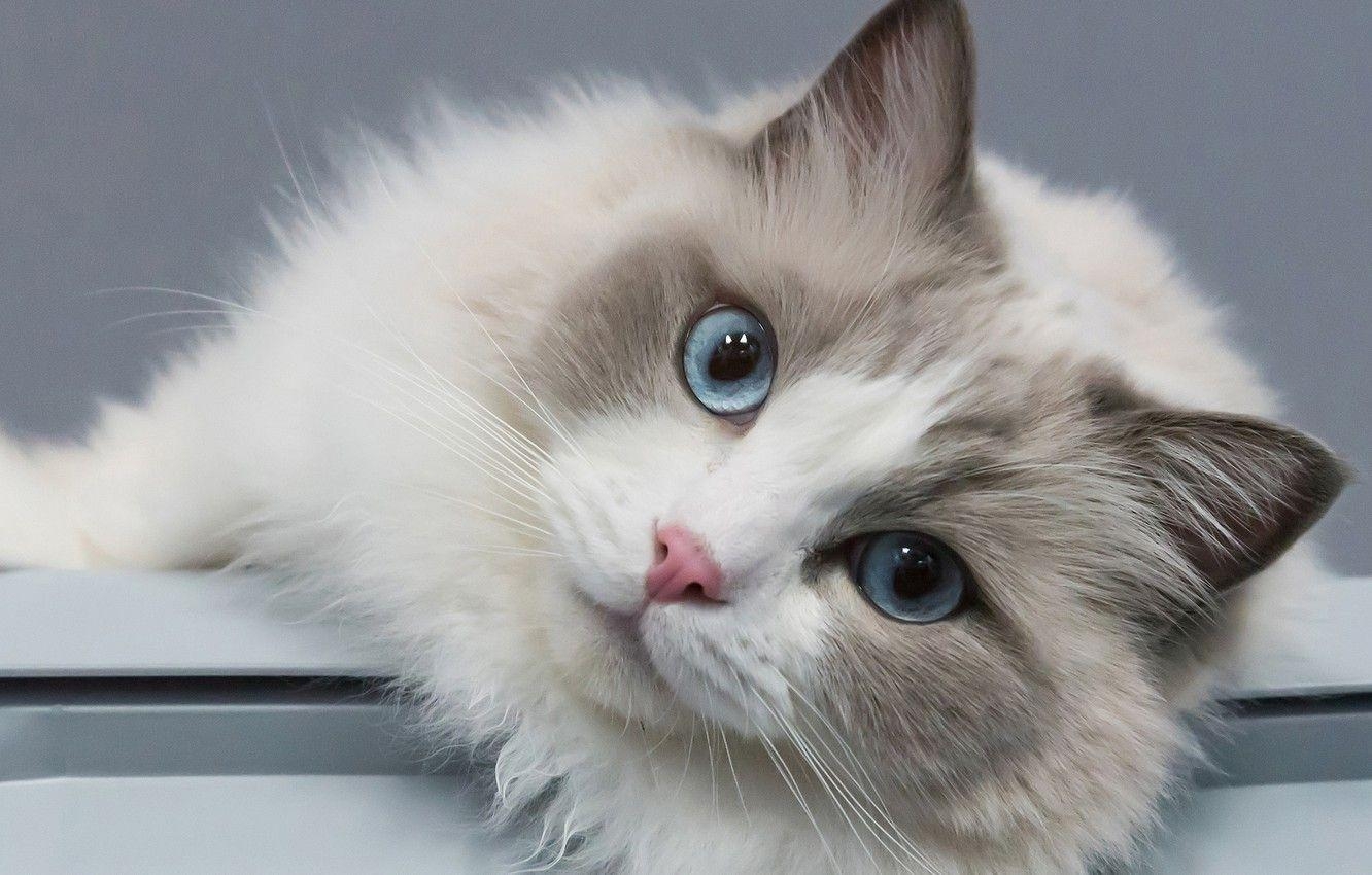 Ragdoll, Blauer, Portrait, Muzzle, Download, 1340x850 HD Desktop