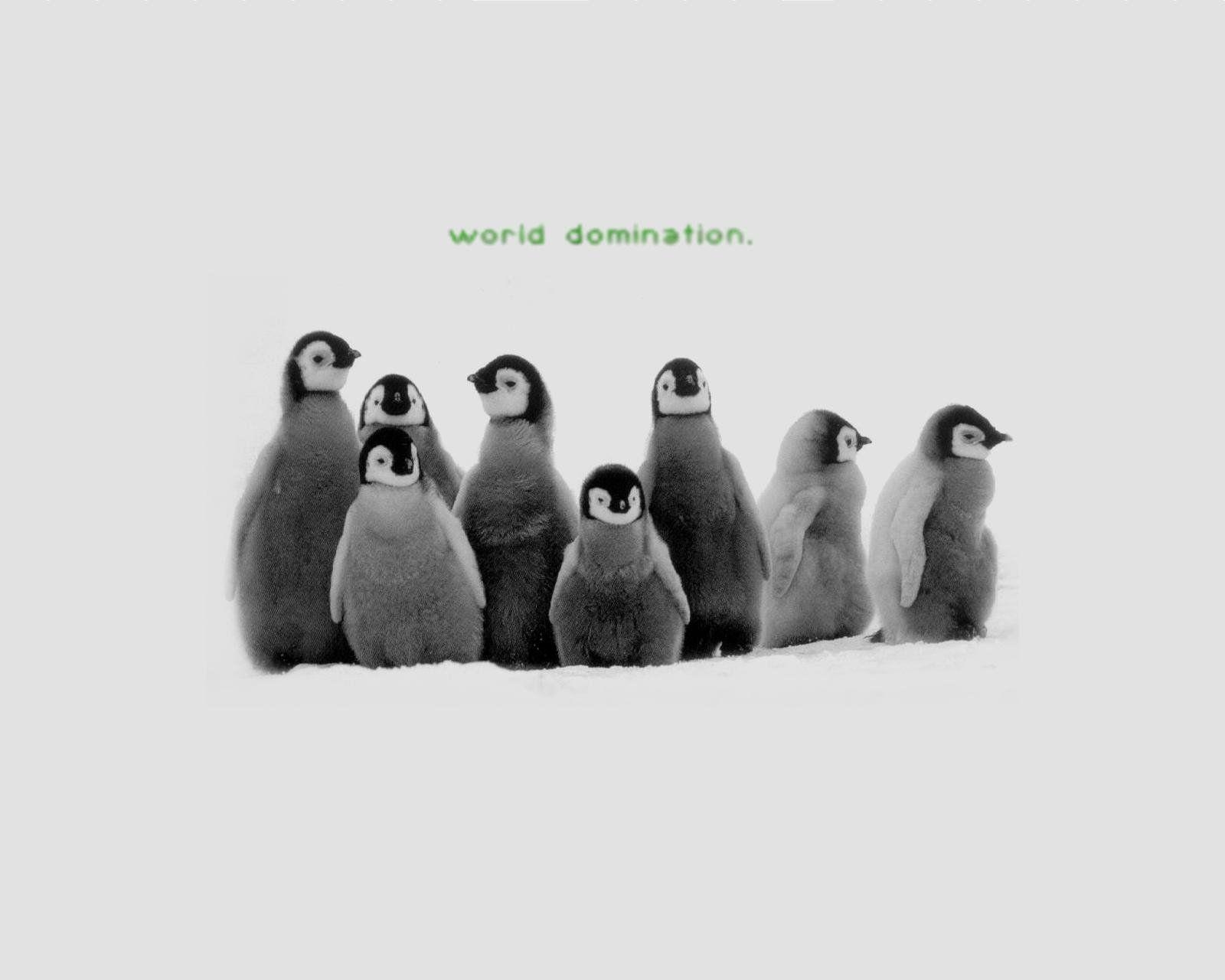 Pinguin, HD, Hintergrundbild, Tierwelt, Bild, 1600x1280 HD Desktop