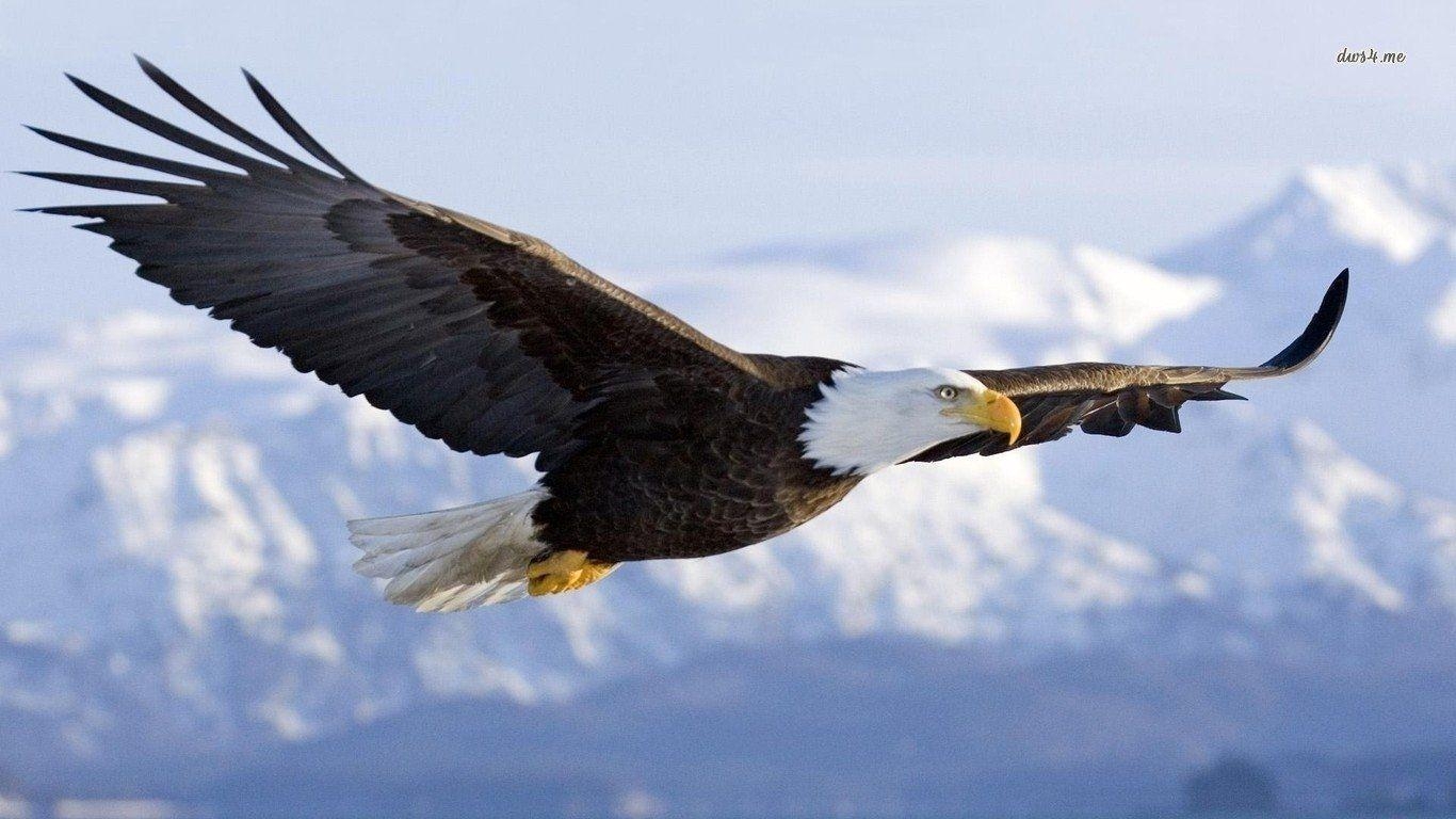 Weißkopfseeadler, HD, Tier, Hintergrund, Bild, 1370x770 HD Desktop