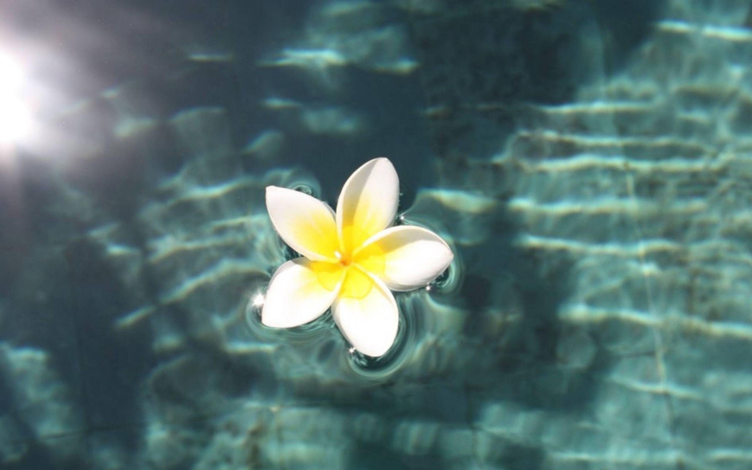 Plumeria, Natur, schwimmend, Pool, macbook, 2560x1600 HD Desktop