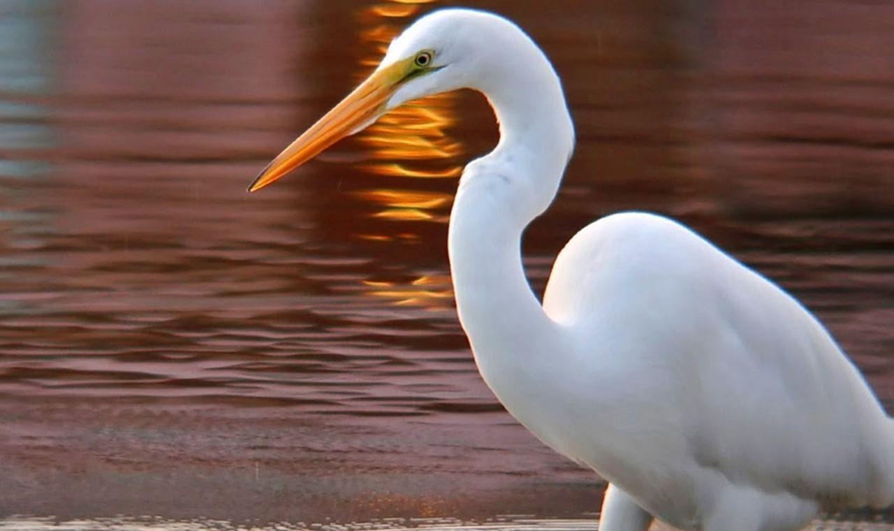 Gruiidae Familie, Kranich, Weißer Vogel, HD, Bild, 1280x760 HD Desktop