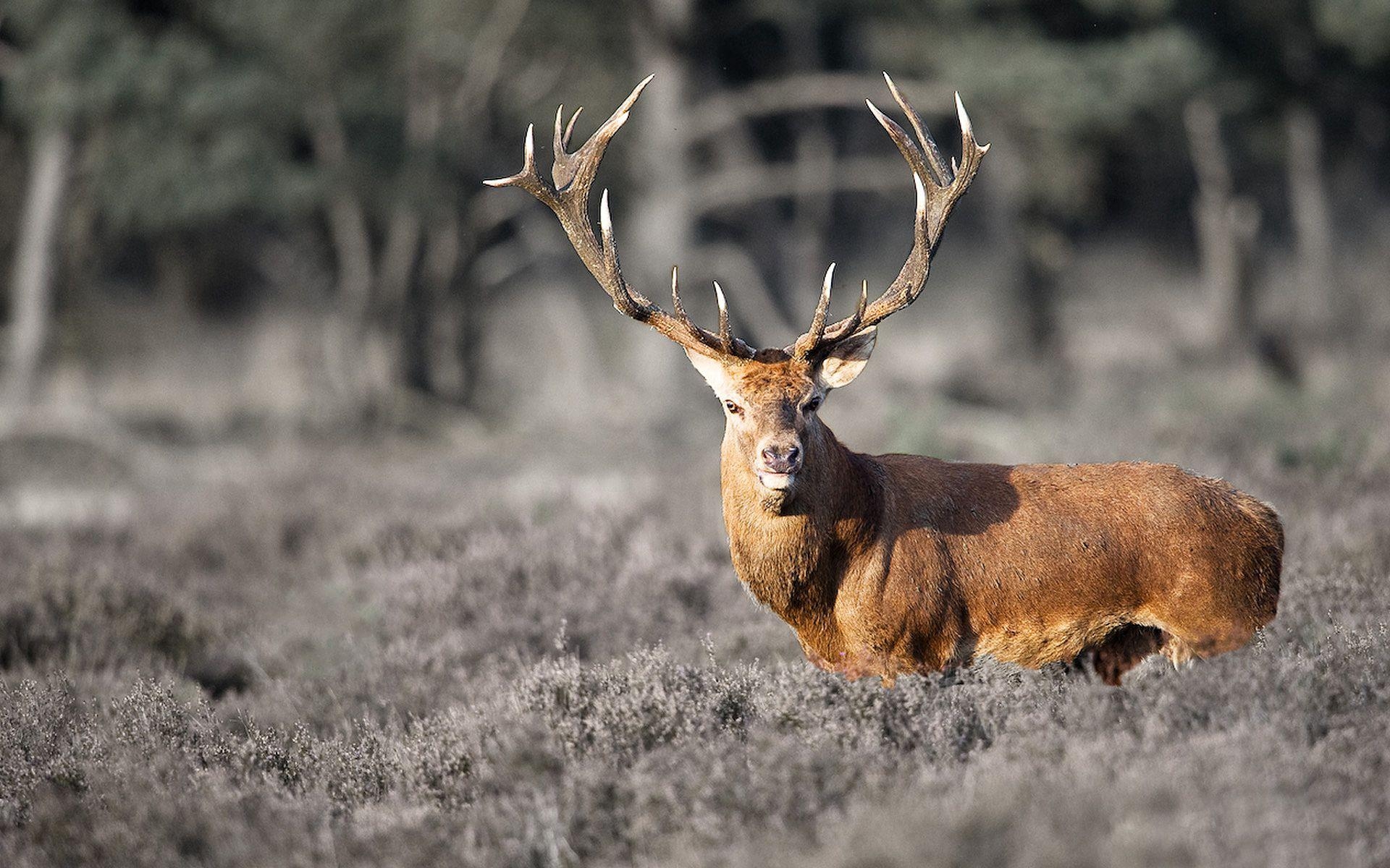 Hirsch, Galerie, Hintergrund, Tiere, Bild, 1920x1200 HD Desktop