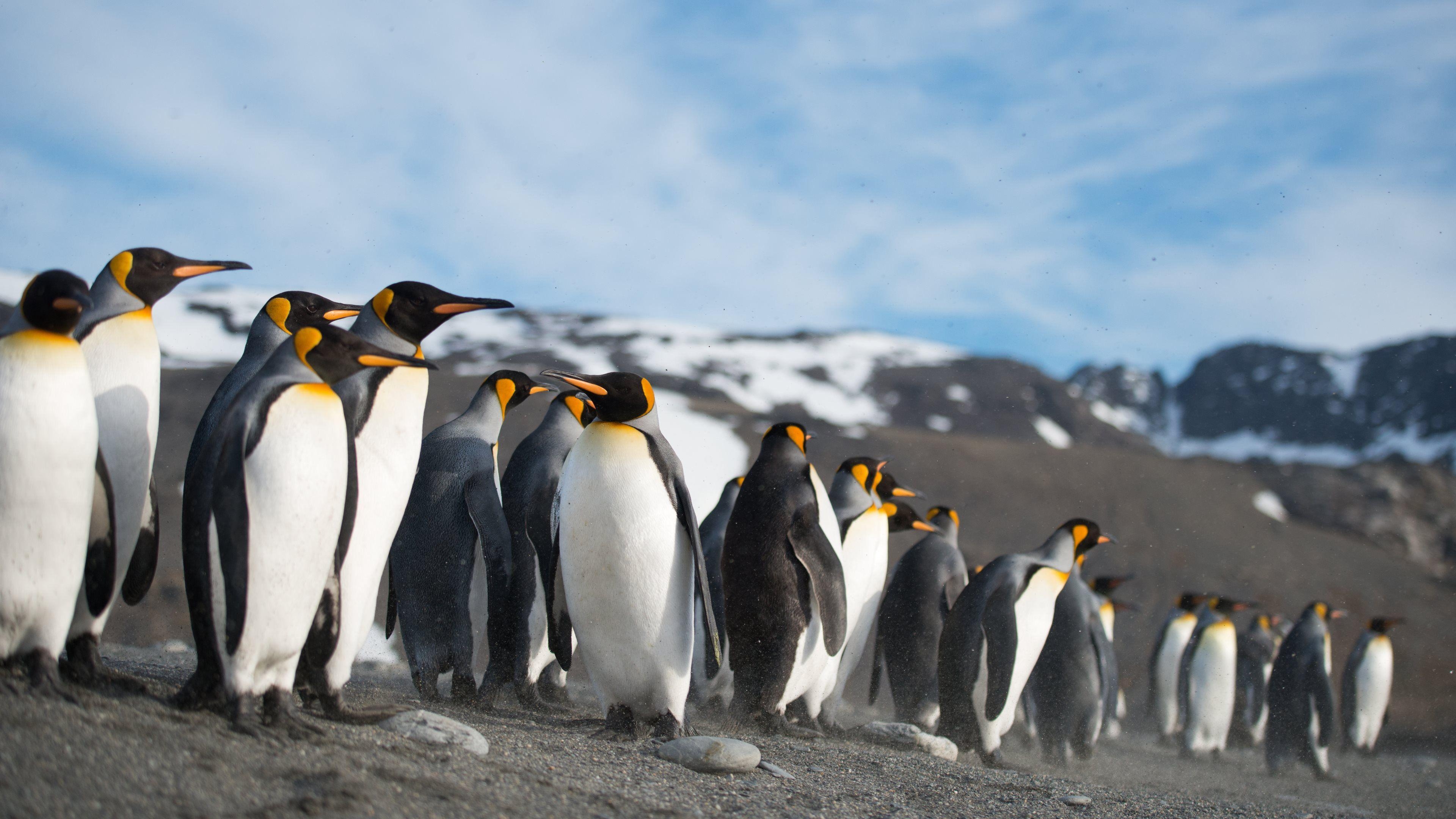 Pinguin, HD, Hintergrundbild, Tierwelt, Pinguin Bild, 3840x2160 4K Desktop