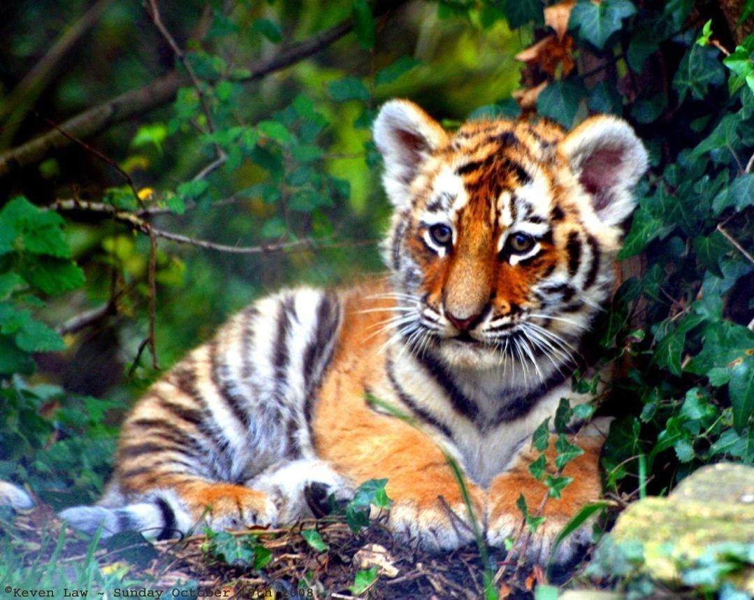 Baby-Tigerjunges, Android, HD, Bild, Tier, 1080x860 HD Desktop