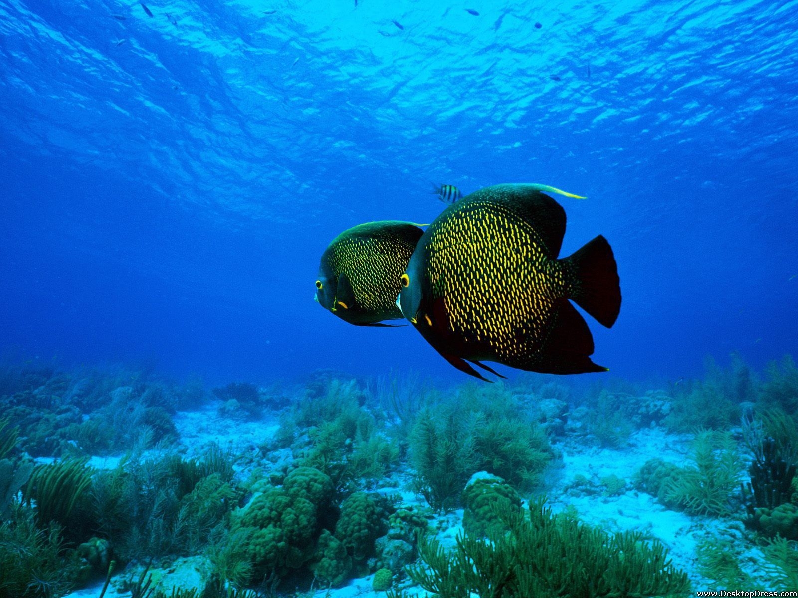 Kaiserfisch, Desktop-Hintergrund, Tierwelt, Wasserwelt, Farben, 1600x1200 HD Desktop