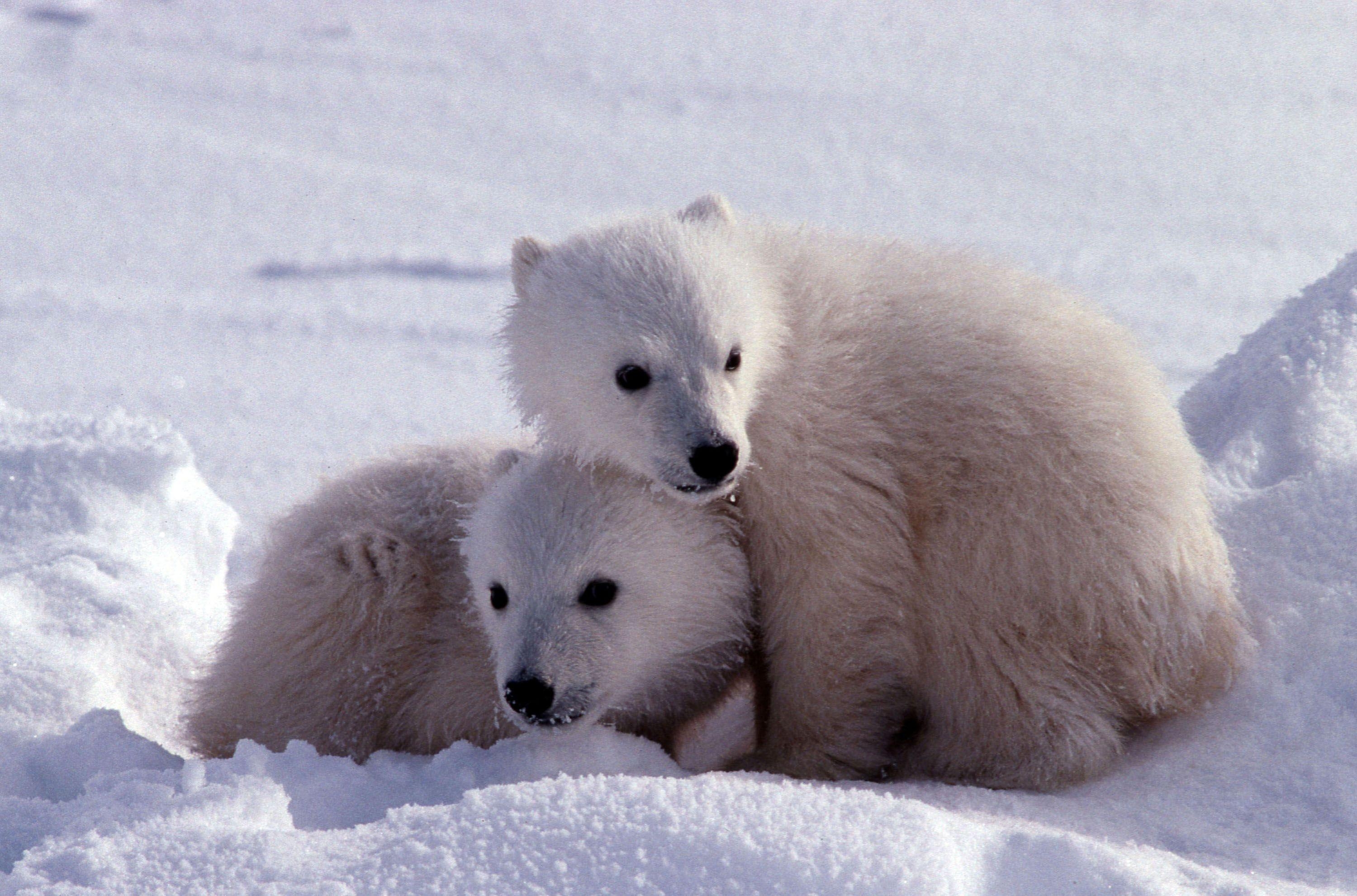 Eisbär, Tier, Niedlich, Hintergrund, Bild, 3000x1990 HD Desktop