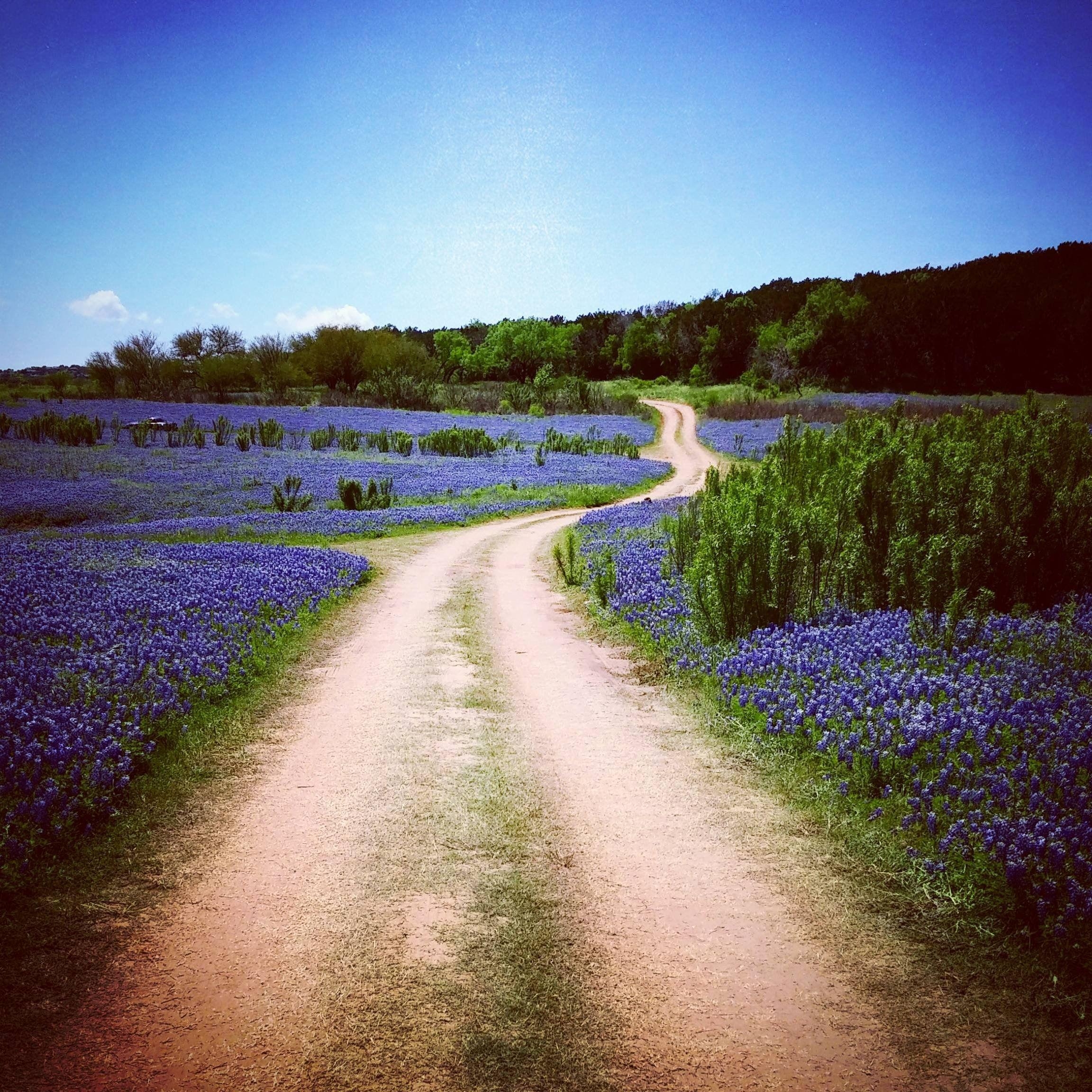 Bluebonnet, 4K, Desktop, Mobil, Hintergrund, 2310x2310 HD Handy