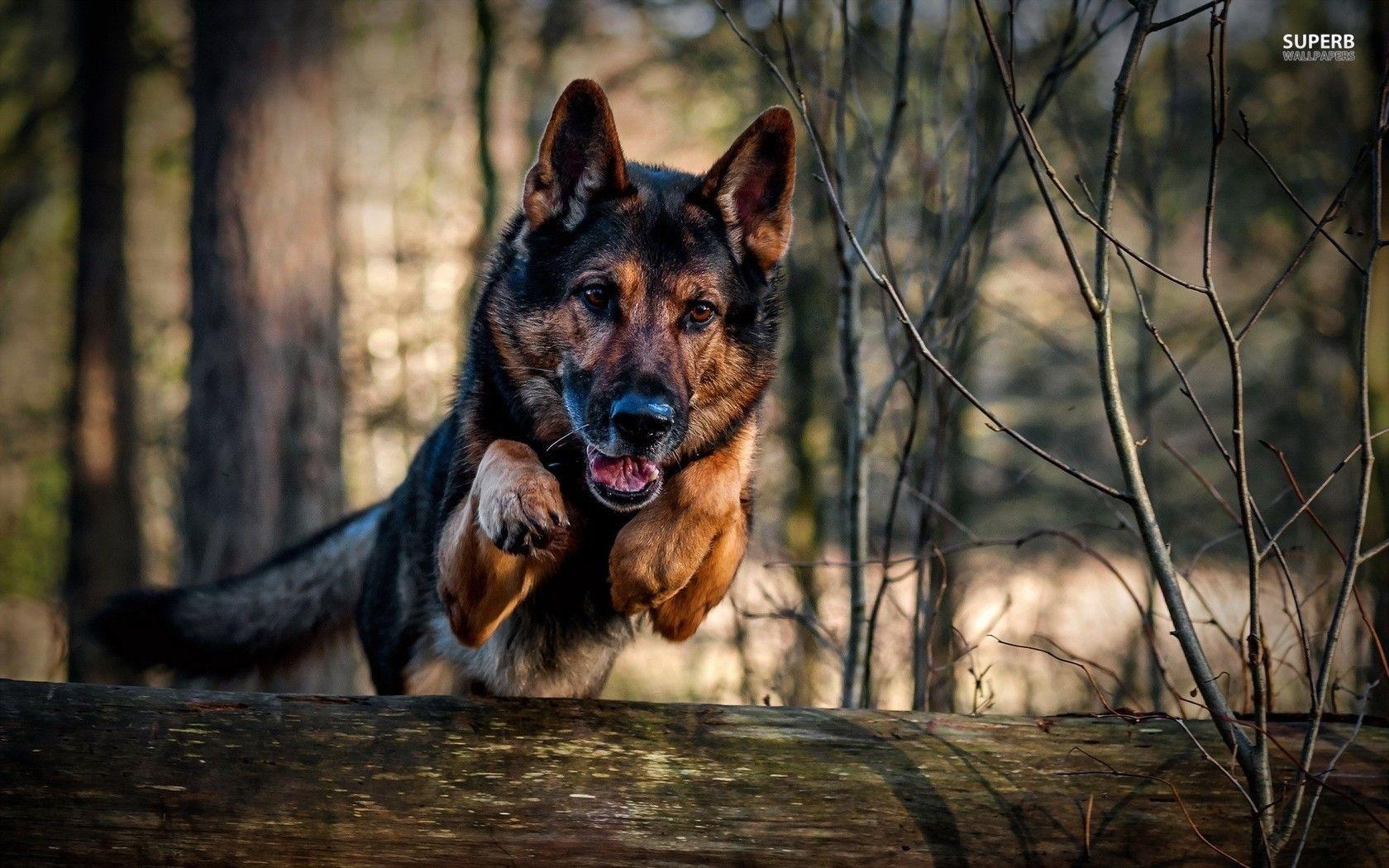 Full HD Schäferhund, Breitbild, Qualität, Hundebilder, Hintergrund, 1680x1050 HD Desktop