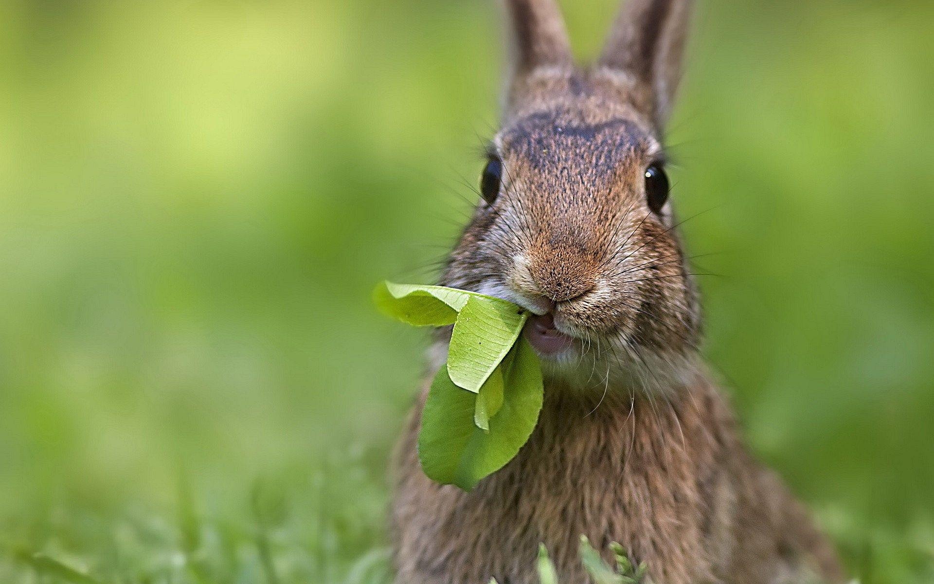 Hasen, Kaninchen, Tiere, Bild, HD, 1920x1200 HD Desktop