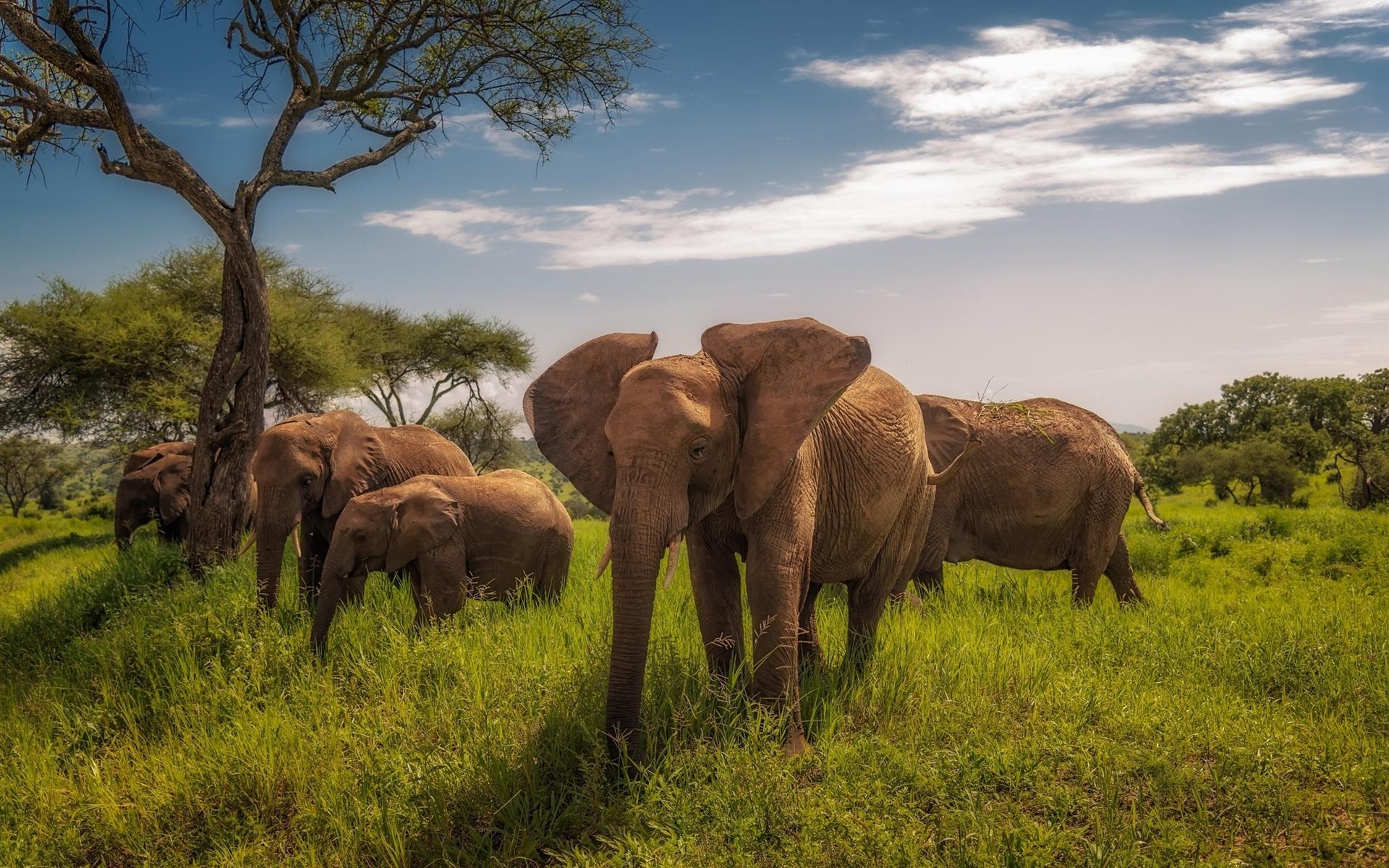 Tansania, Elefanten, Afrika, Grasland, Natur, 1920x1200 HD Desktop