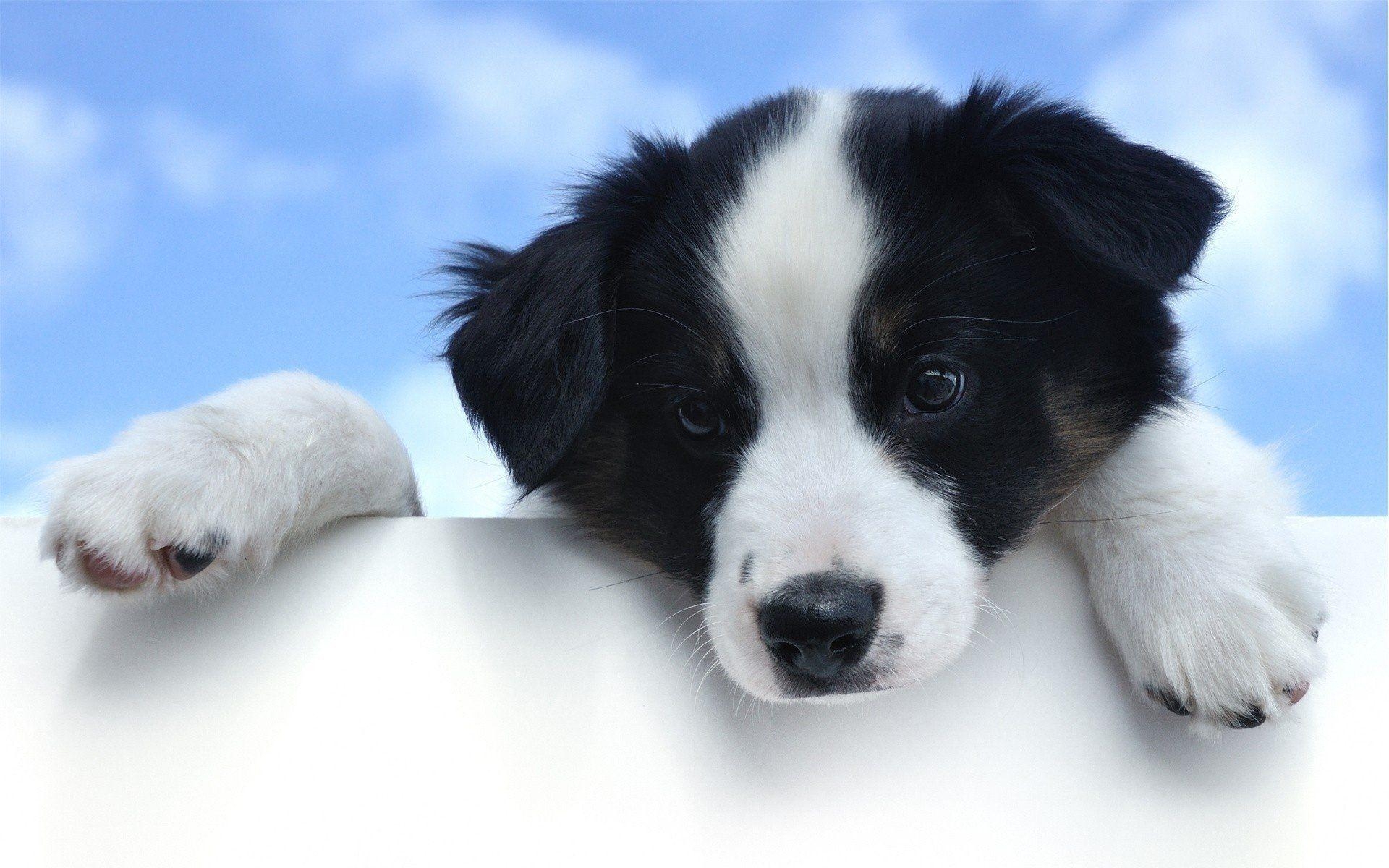 Border Collie, HD, schwarzweiß, Hund, Hintergrund, 1920x1200 HD Desktop