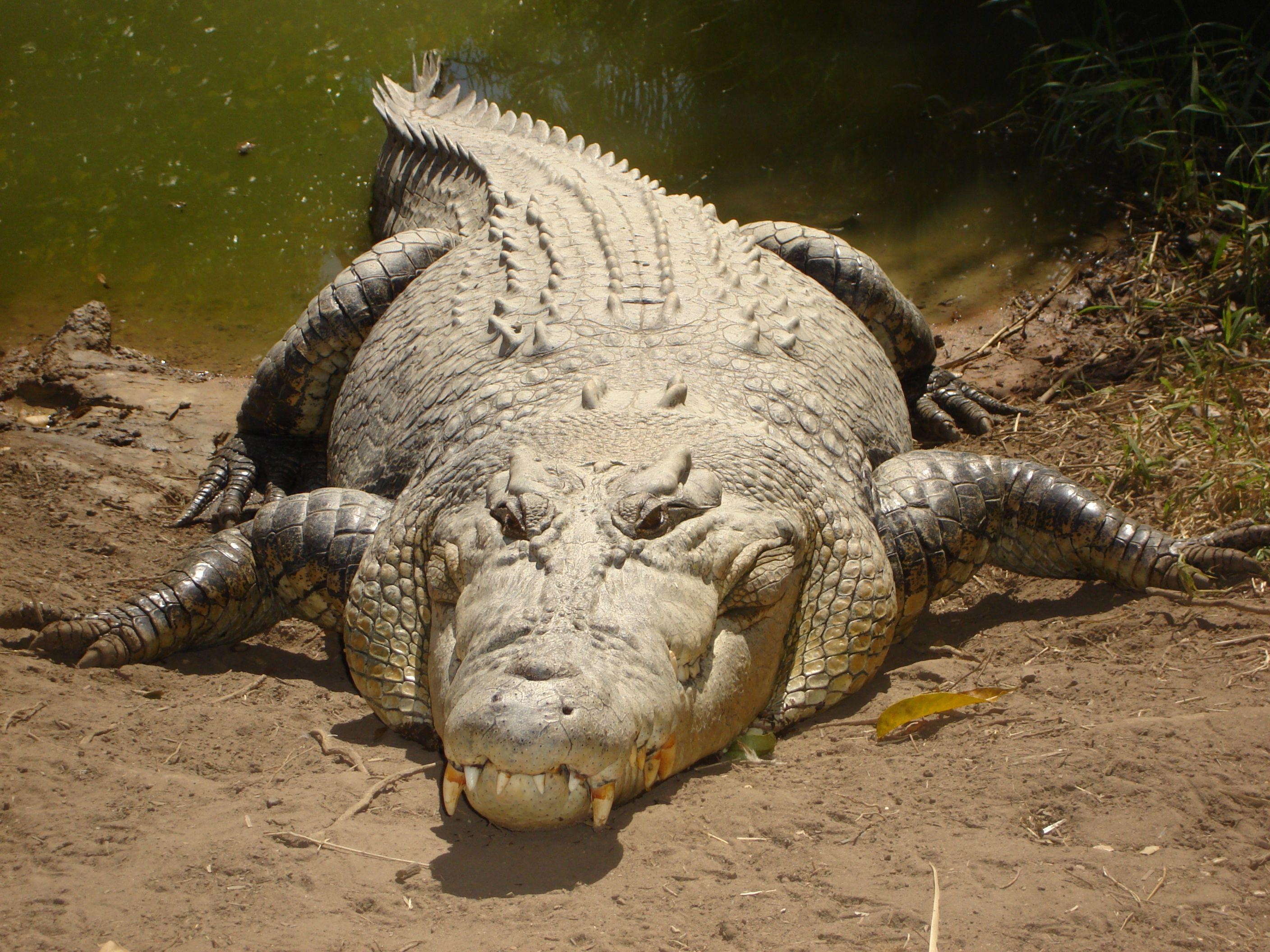 Salzwasserkrokodil, HD, Hintergrundbild, Naturbild, Reptil, 2820x2120 HD Desktop