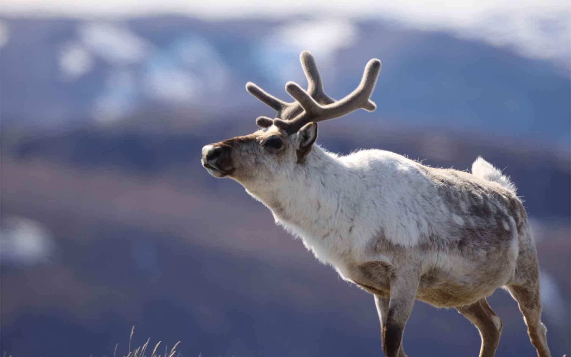 Rehe, coole PC-Bilder, Tierwelt, Schön, Hintergrund, 1920x1200 HD Desktop