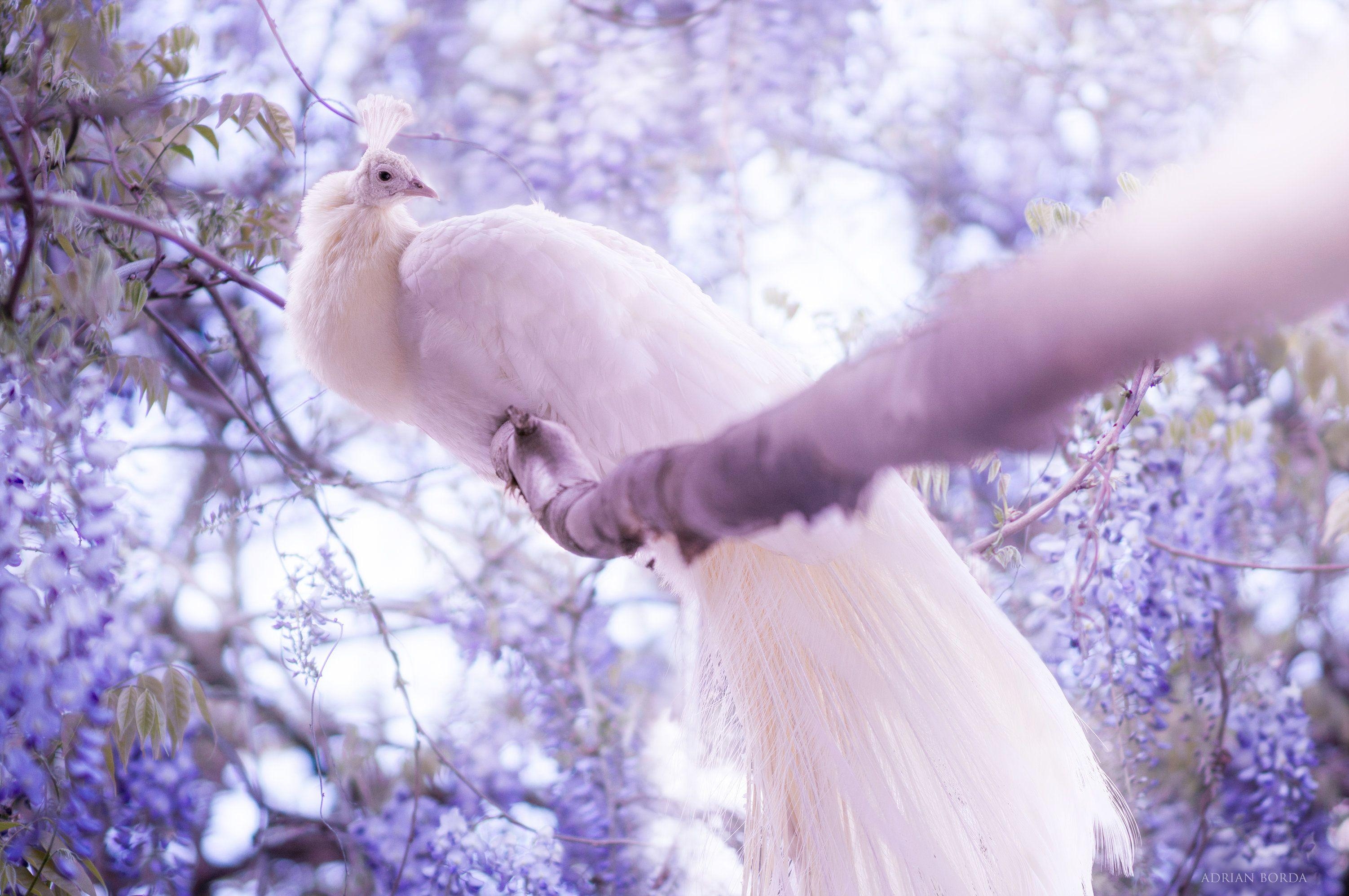 Weißer Pfau, HD, Vögel, 4K, Bild, 3010x2000 HD Desktop