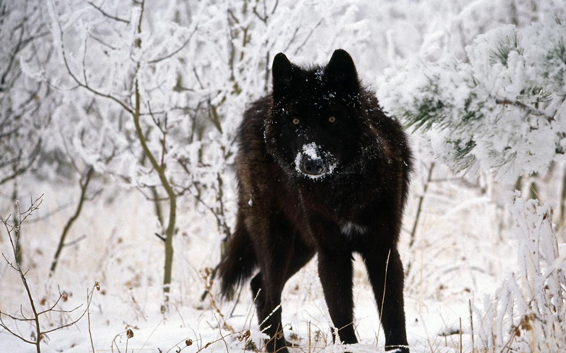 Schwarzer Wolf, Tierbild, Hintergrund, Dunkelheit, Qualität, 1920x1200 HD Desktop