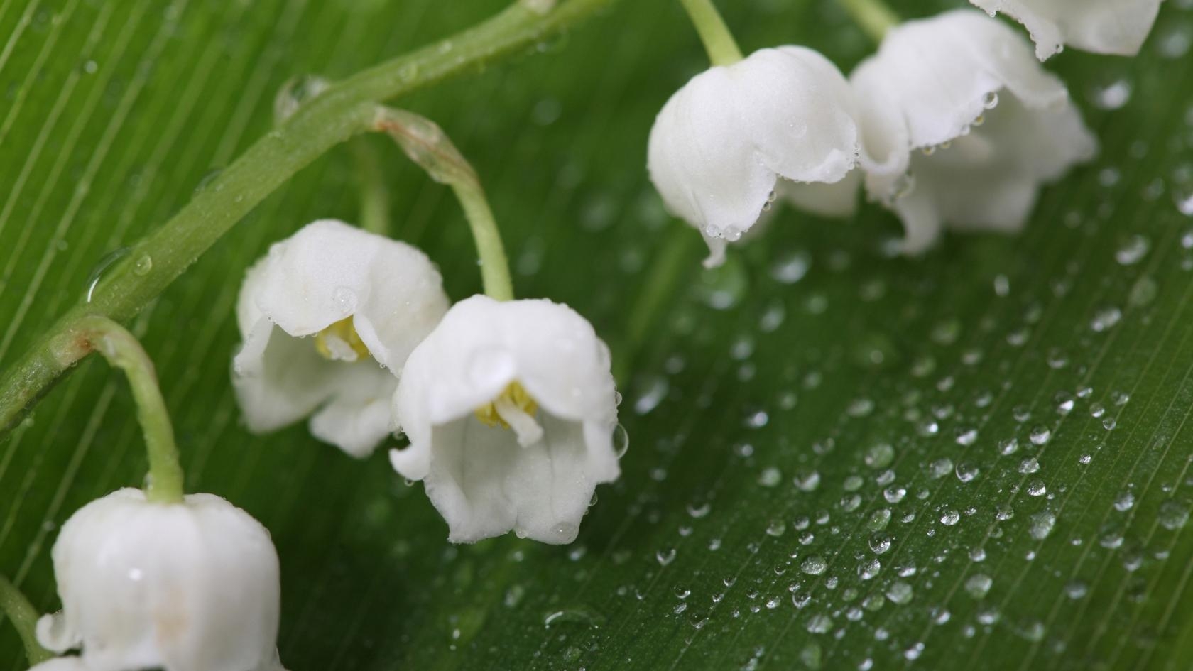 Frisches Maiglöckchen, HD, Natur, Blumen, Frühling, 1680x950 HD Desktop