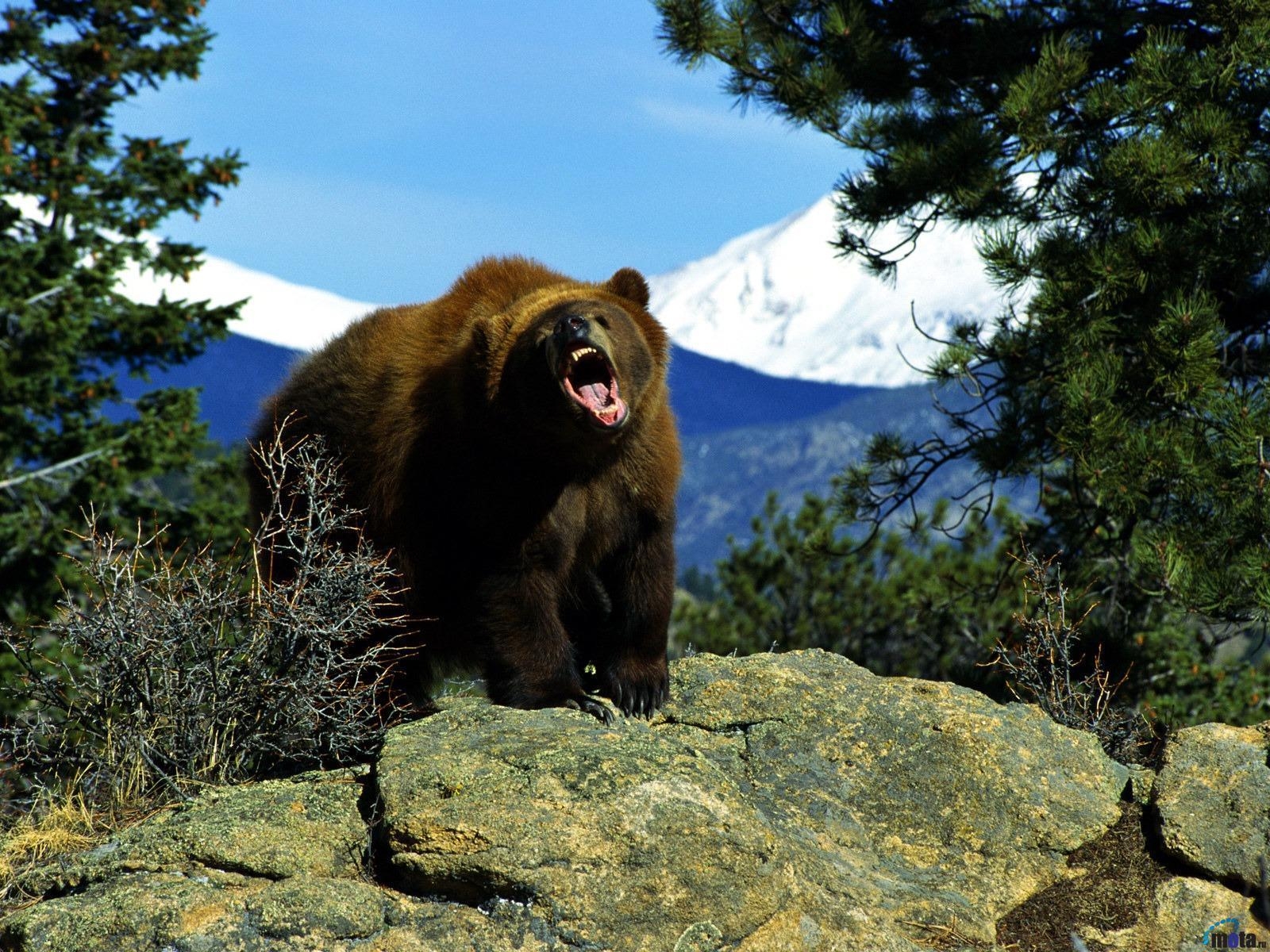 Grizzlybär, Natur, Tierwelt, Ruhe, Hintergrund, 1600x1200 HD Desktop