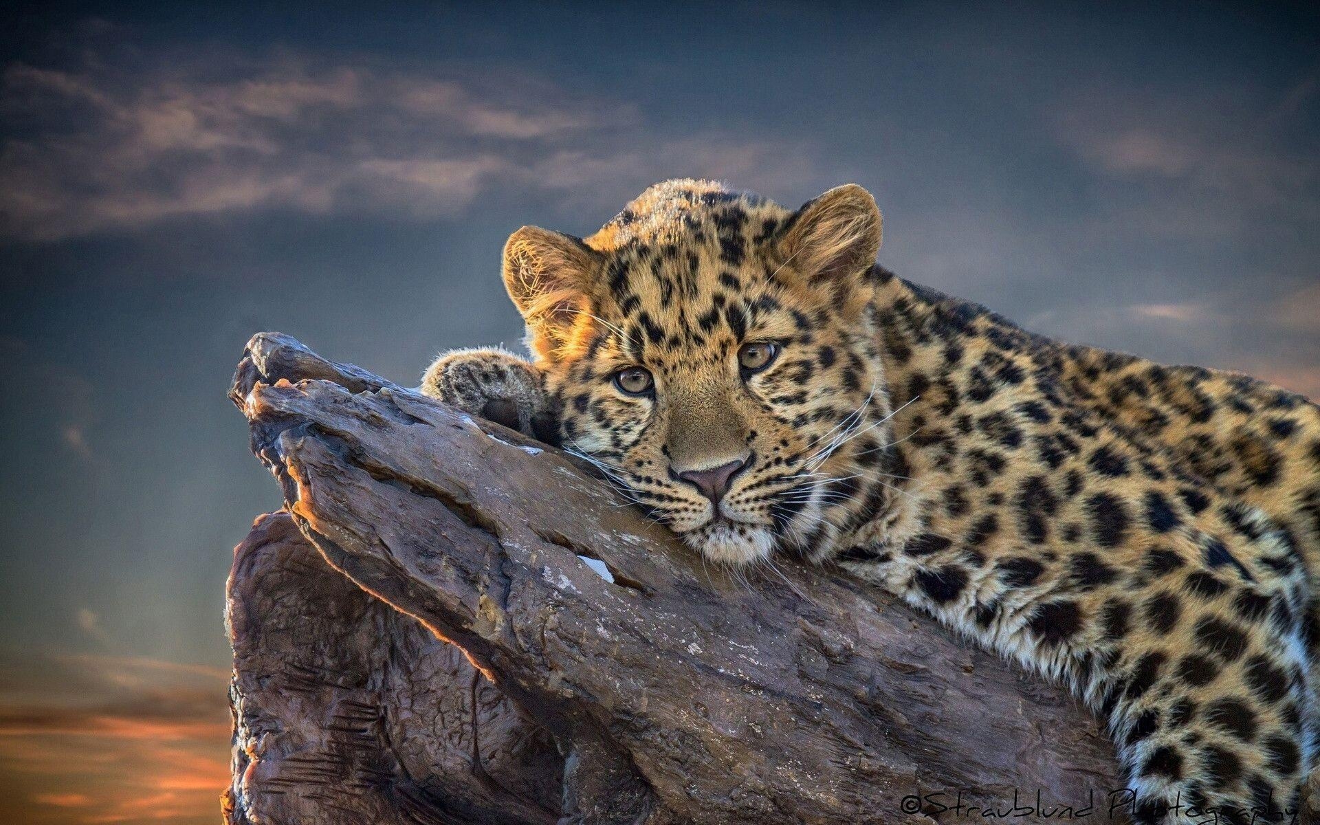 Leopard, Tier, Hintergrund, Bild, HD, 1920x1200 HD Desktop