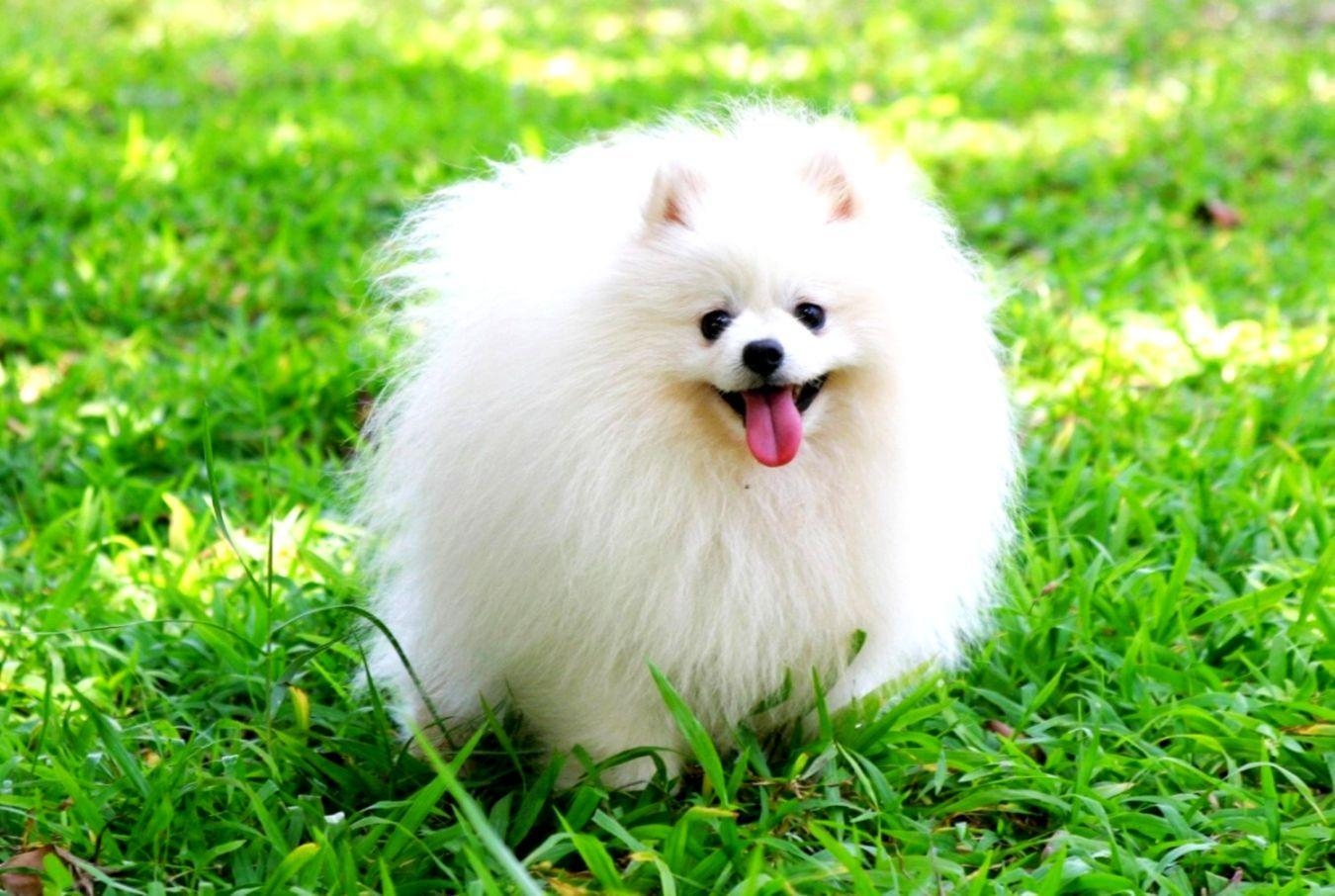 Lustige Hunde, Pomeranian, Tiere, HD, Humorvoll, 1350x910 HD Desktop