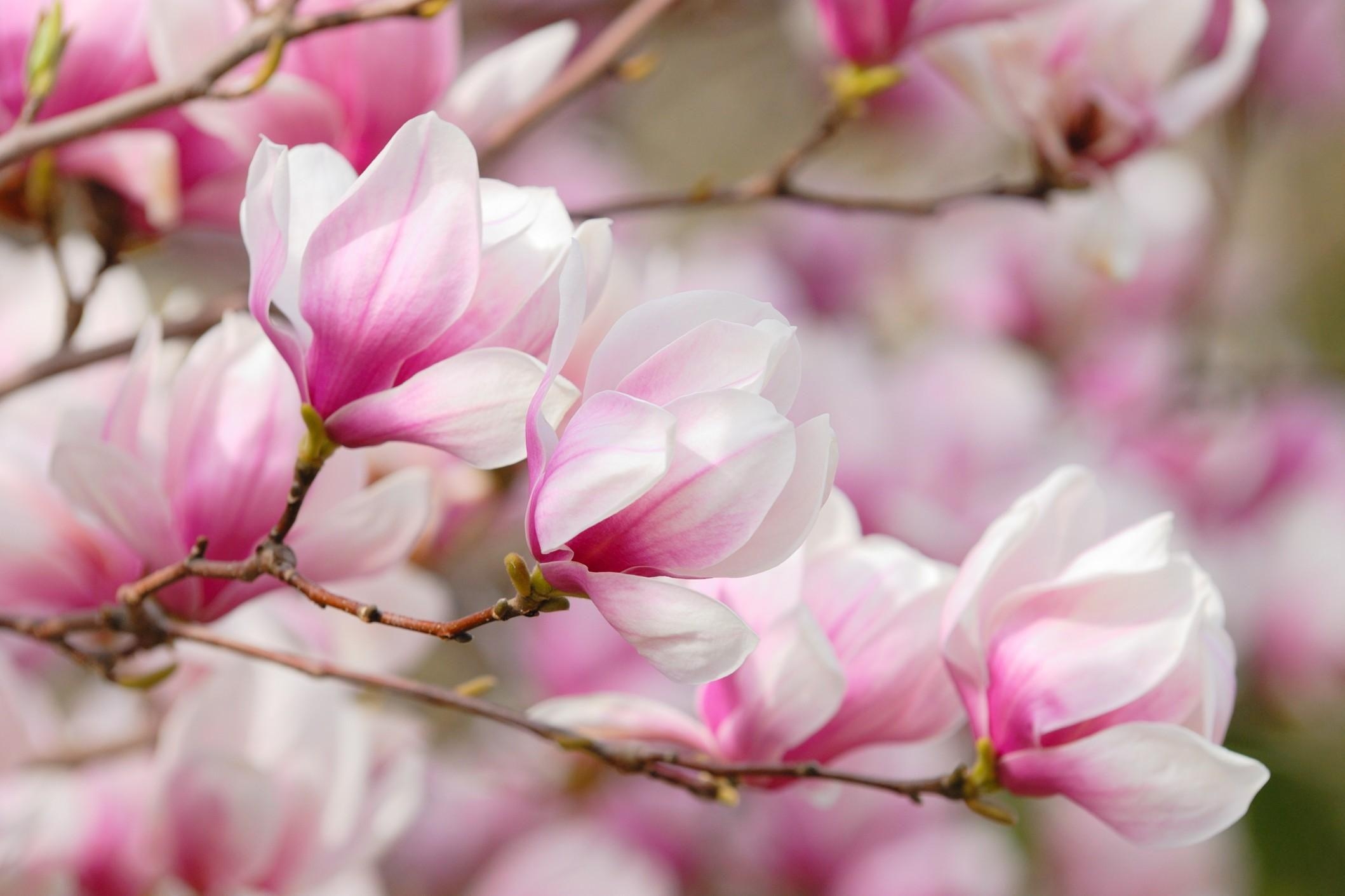 Magnolie, Computer, Hintergrund, Natur, Blütenpracht, 2120x1420 HD Desktop