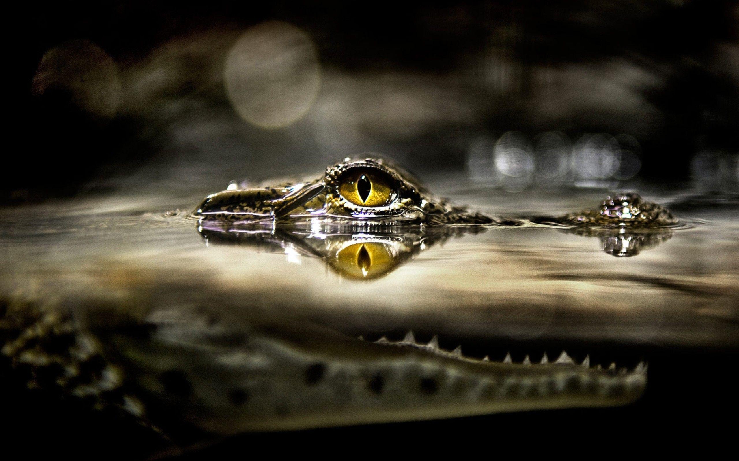 Alligator, Tiere, Hintergrund, Bild, Reptil, 2560x1600 HD Desktop