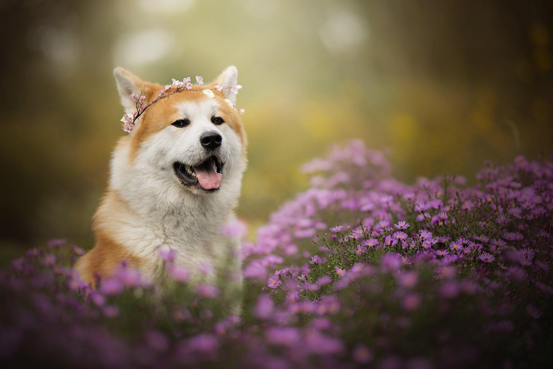 Shiba Inu, Android, HD, Hundebild, Tiere, 1920x1290 HD Desktop